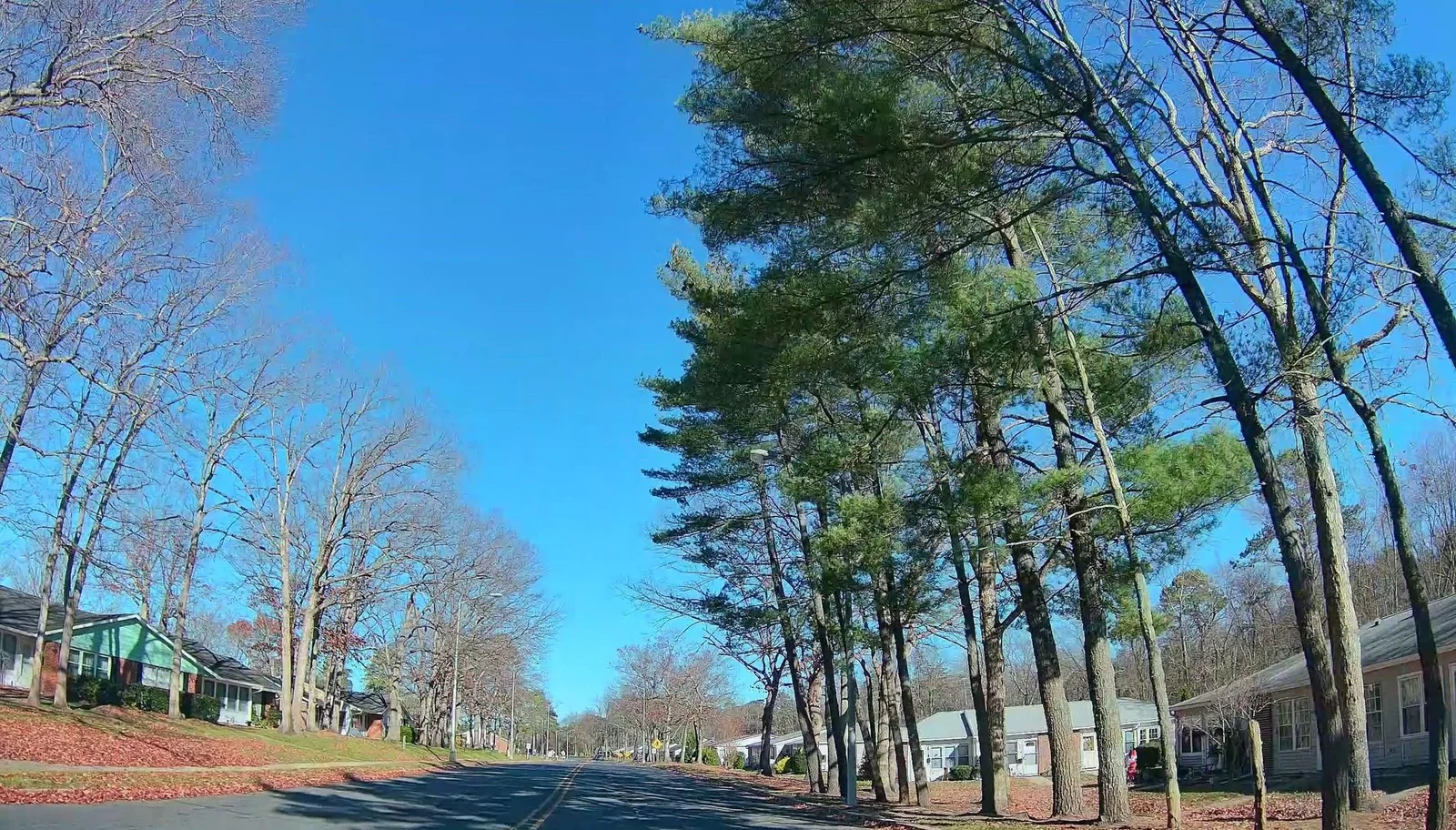 Tall pines lining a street of attached homes in Leisure Village