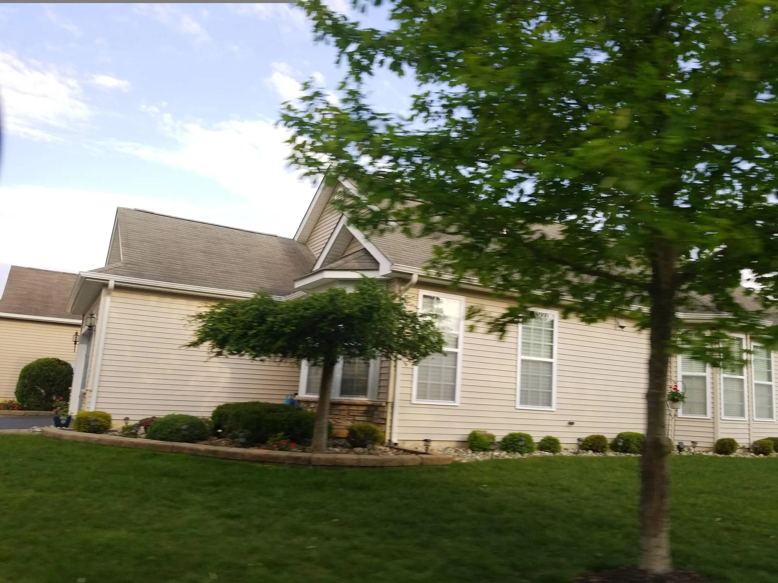 Single-story home with shrubs and a leafy tree