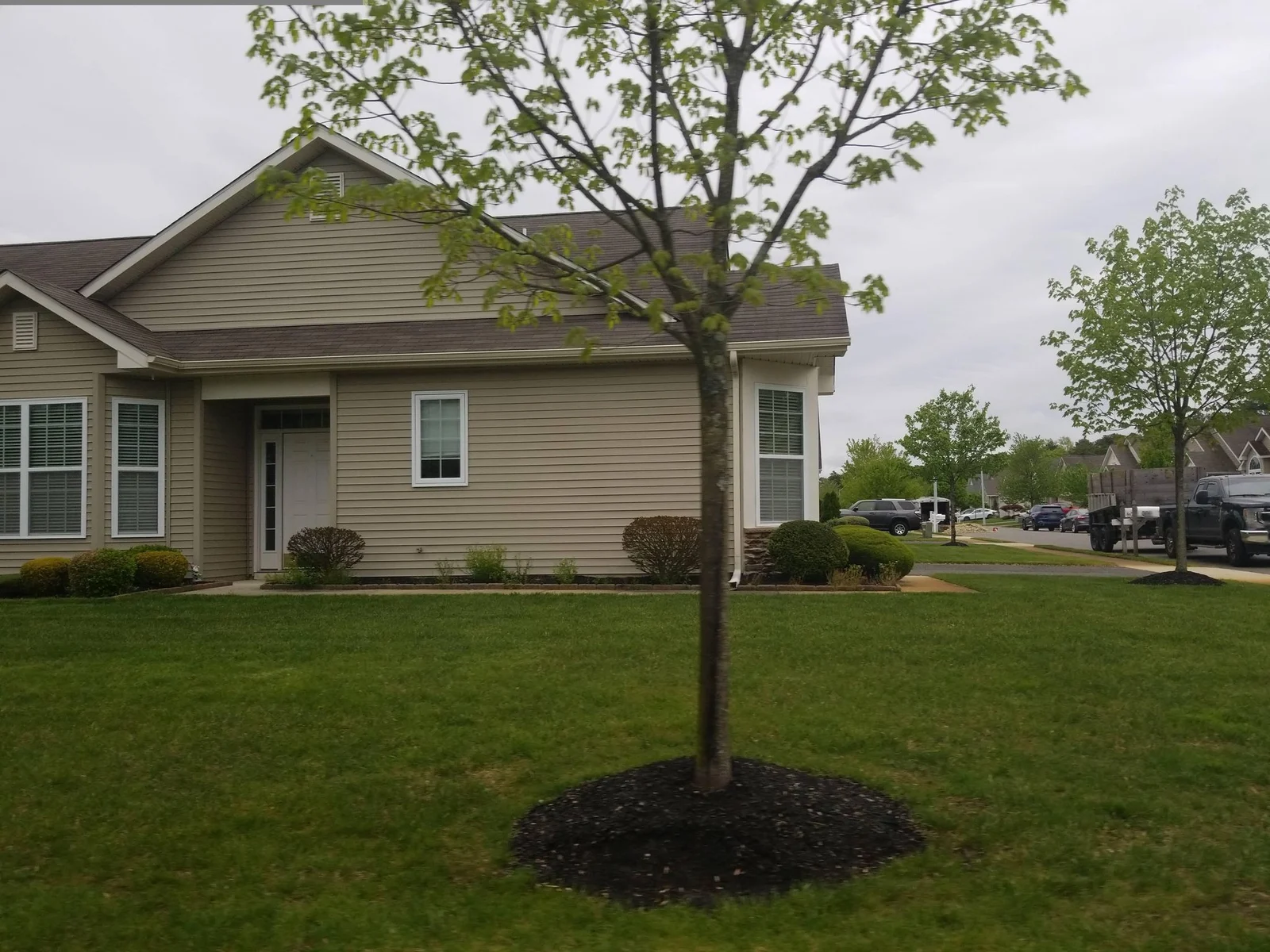 Tan single-story home with a young tree on the lawn
