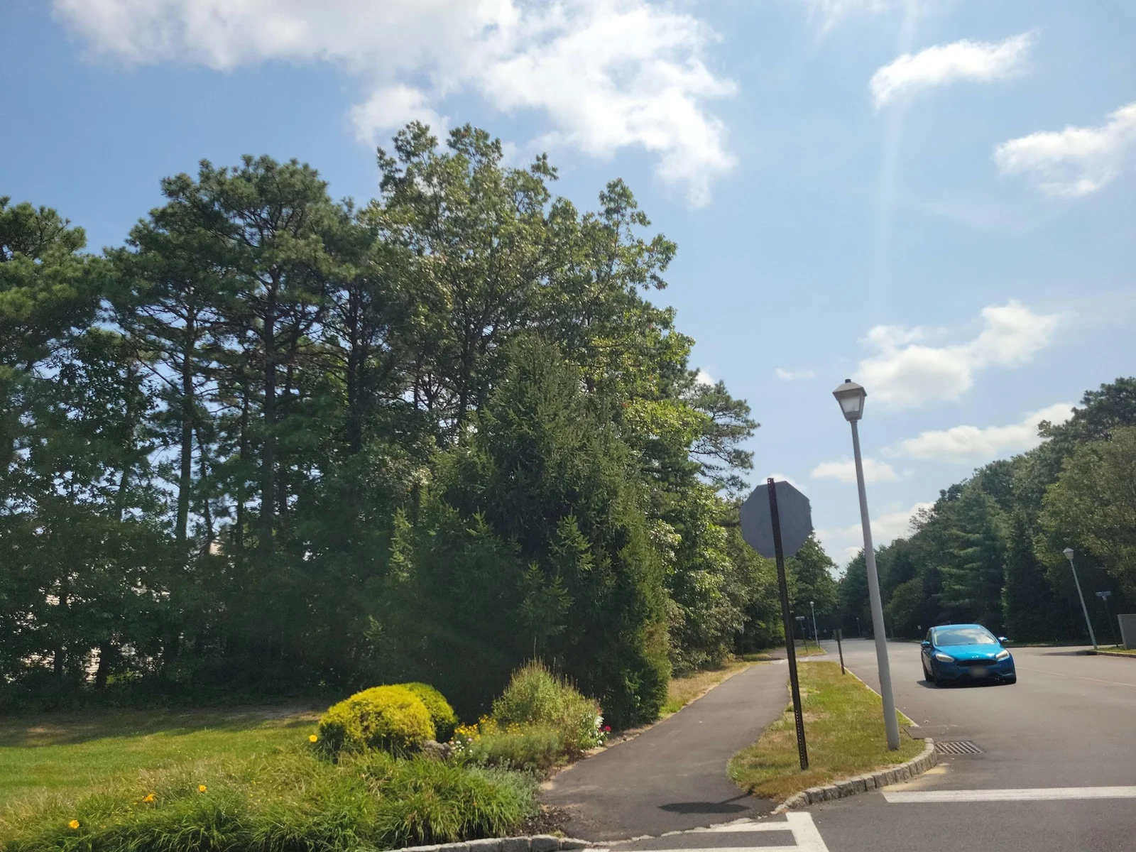 Landscaped median island with evergreens and a streetlight
