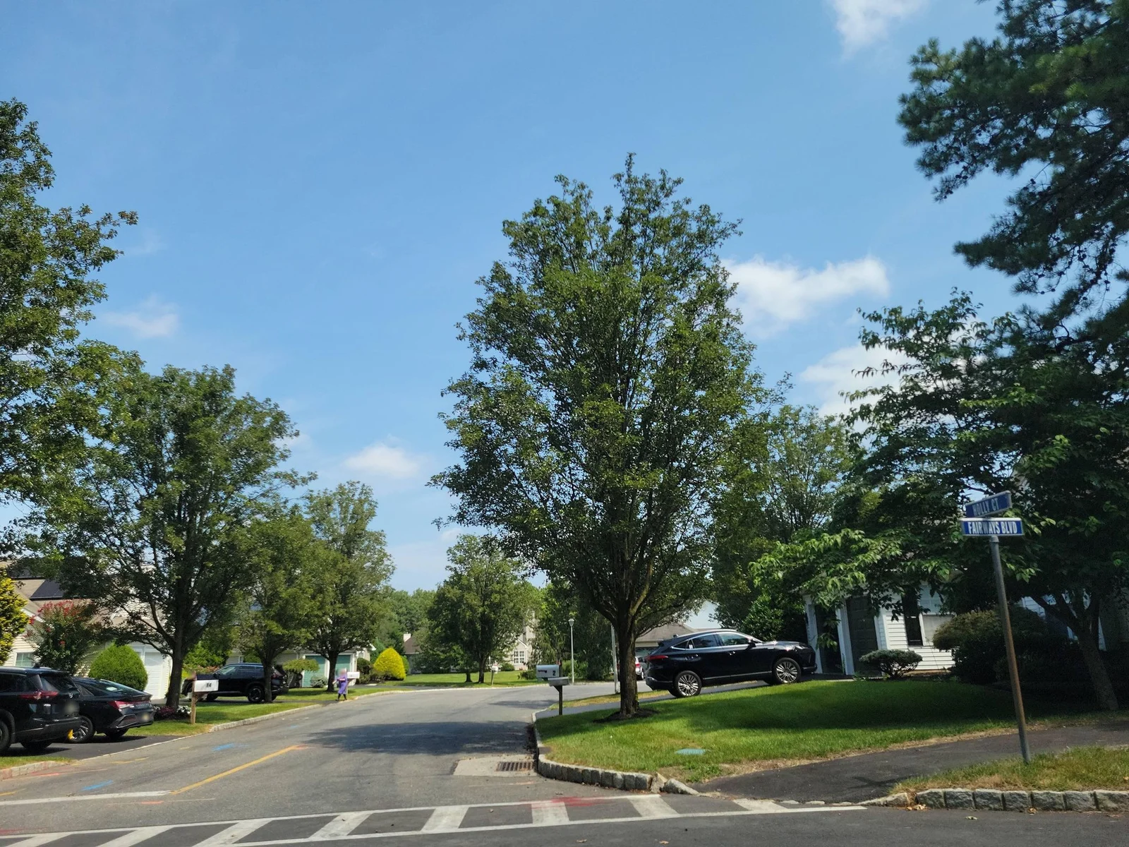 Curving tree-lined boulevard with homes and parked cars