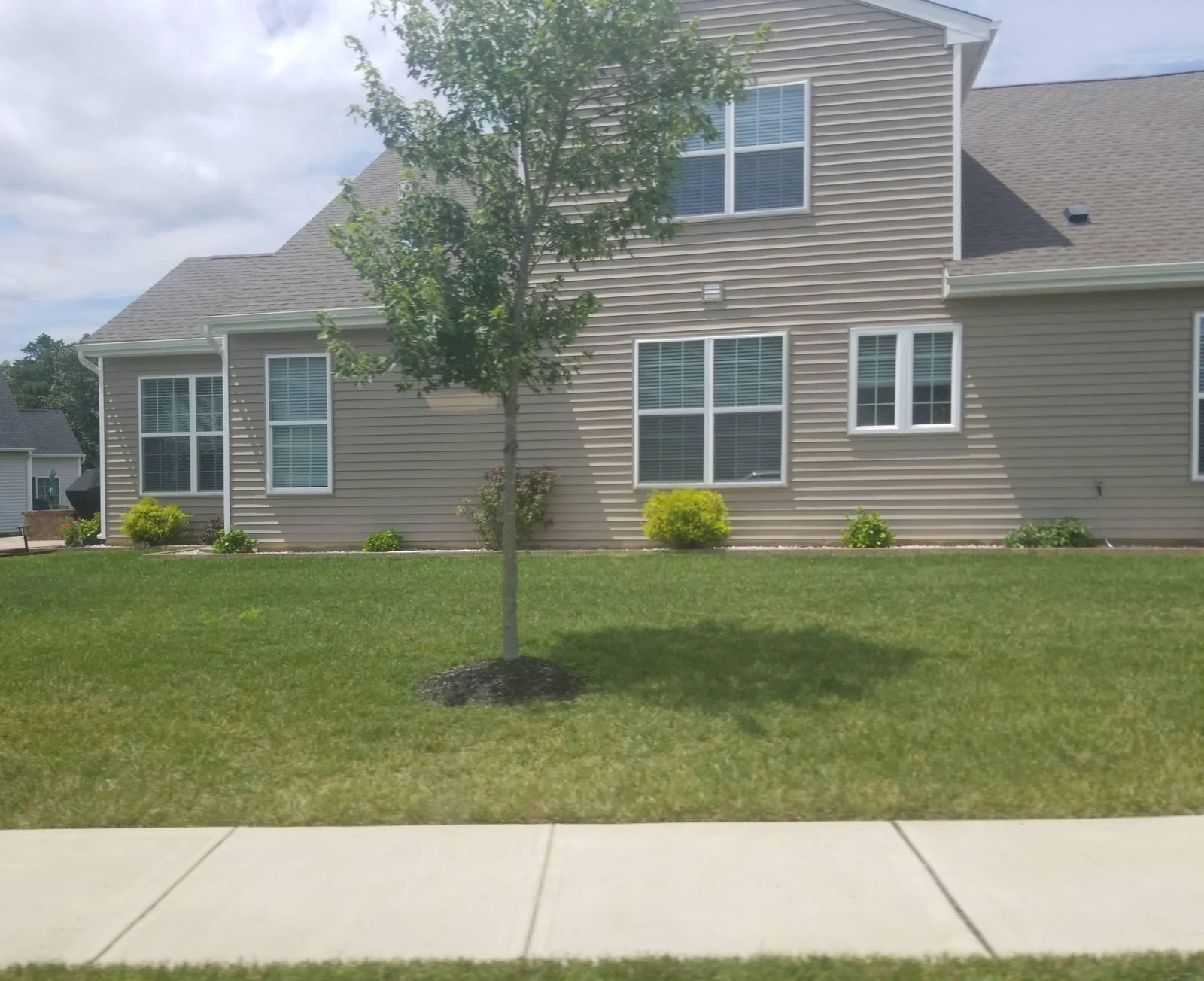 Two-tone home with windows facing a lawn and a young tree