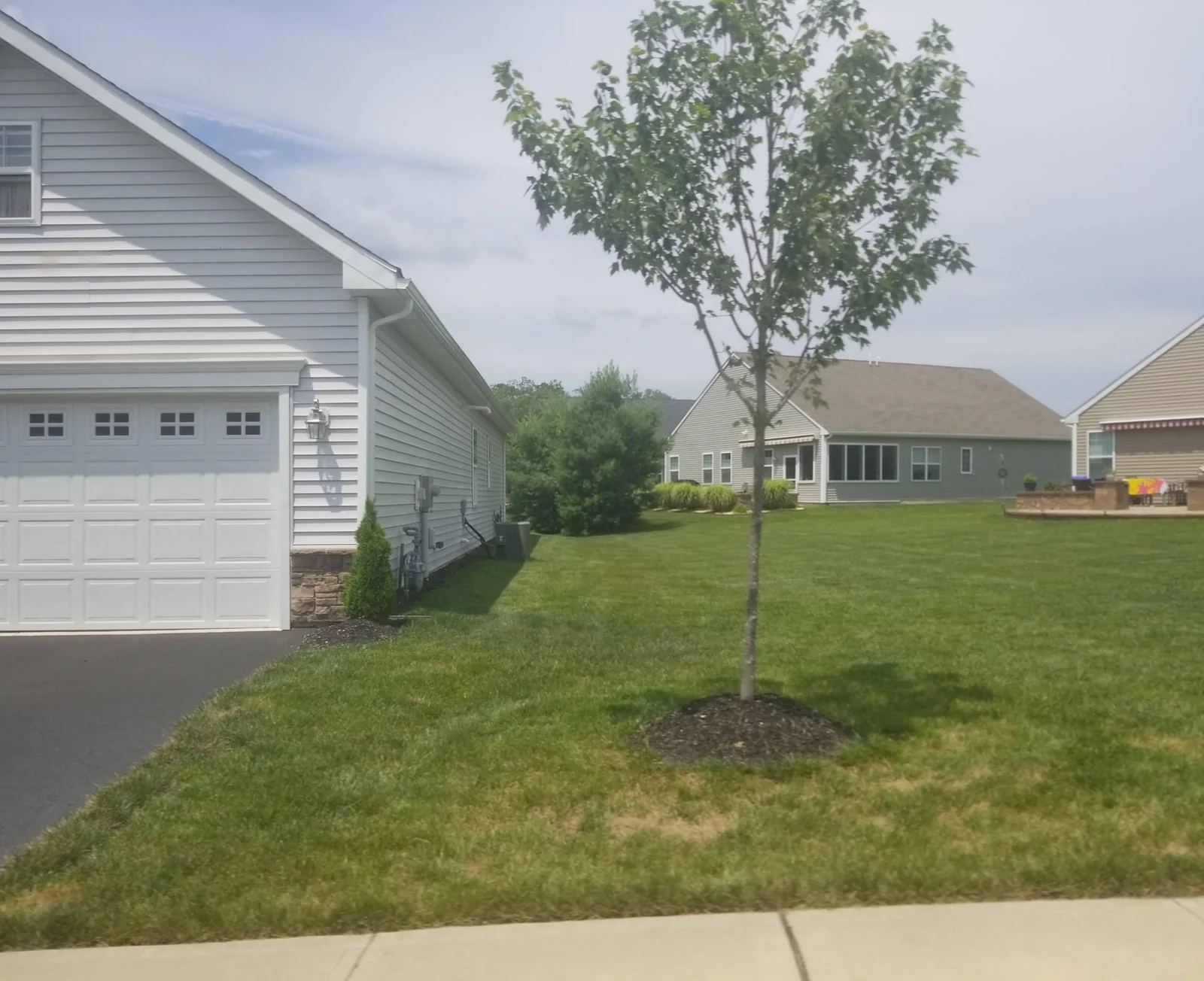 Single-story homes with lawns and a young tree