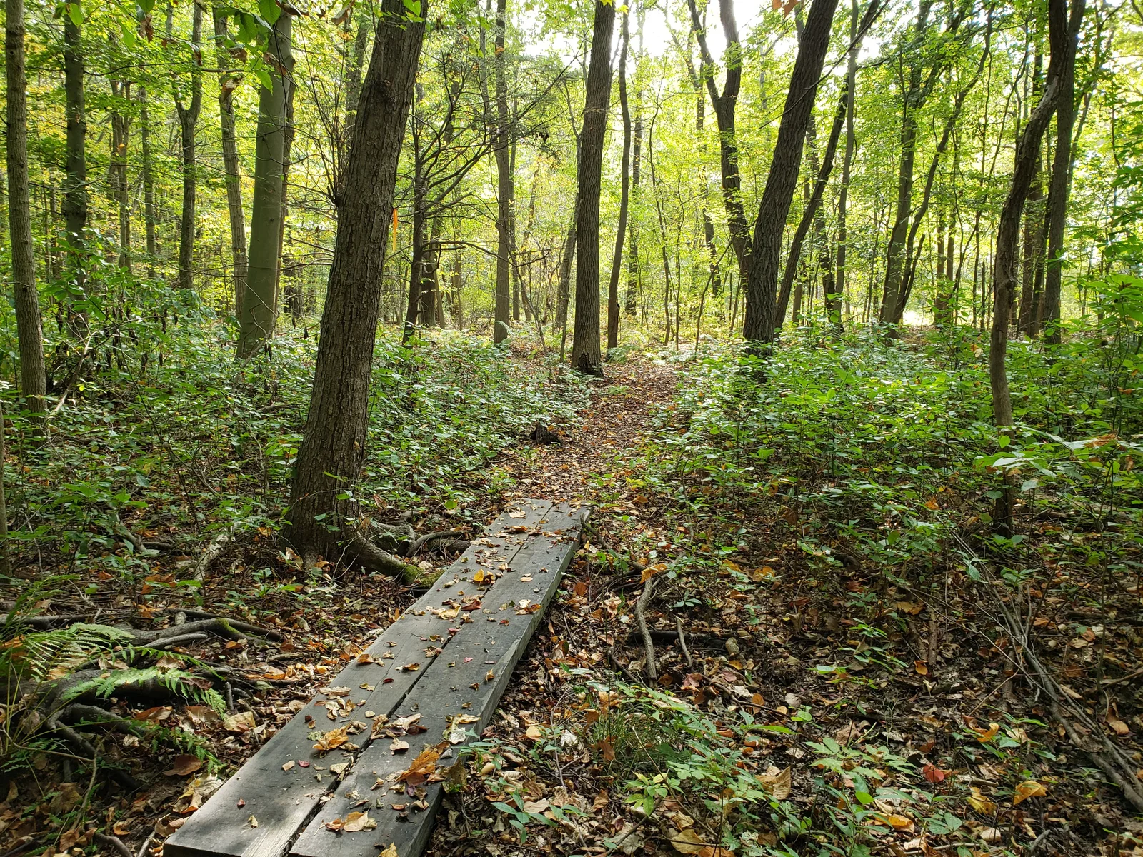 A narrow wooden boardwalk trail running through green woods at Freneau Woods Park