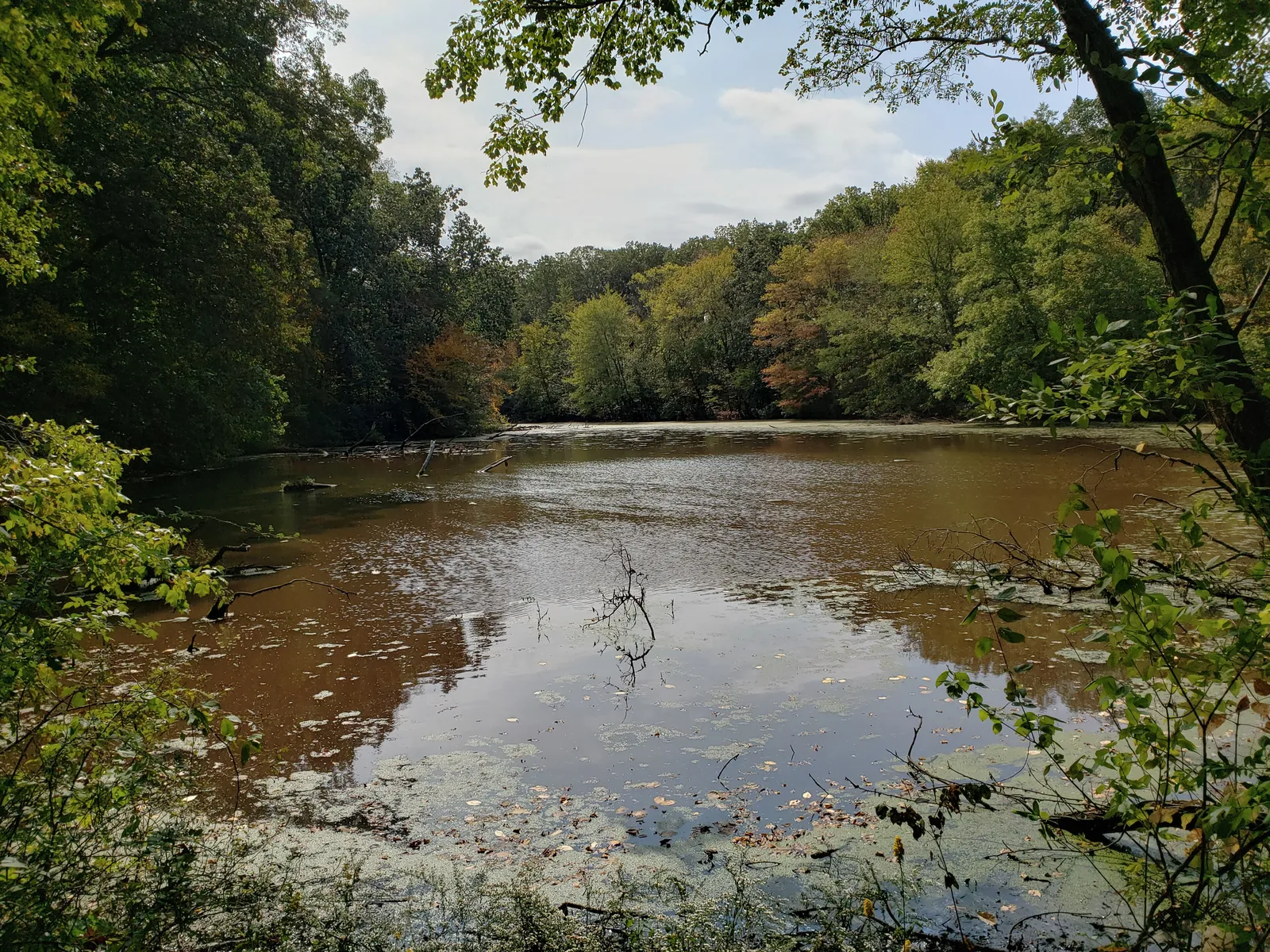 A still pond ringed by leafy trees at Freneau Woods Park in Aberdeen
