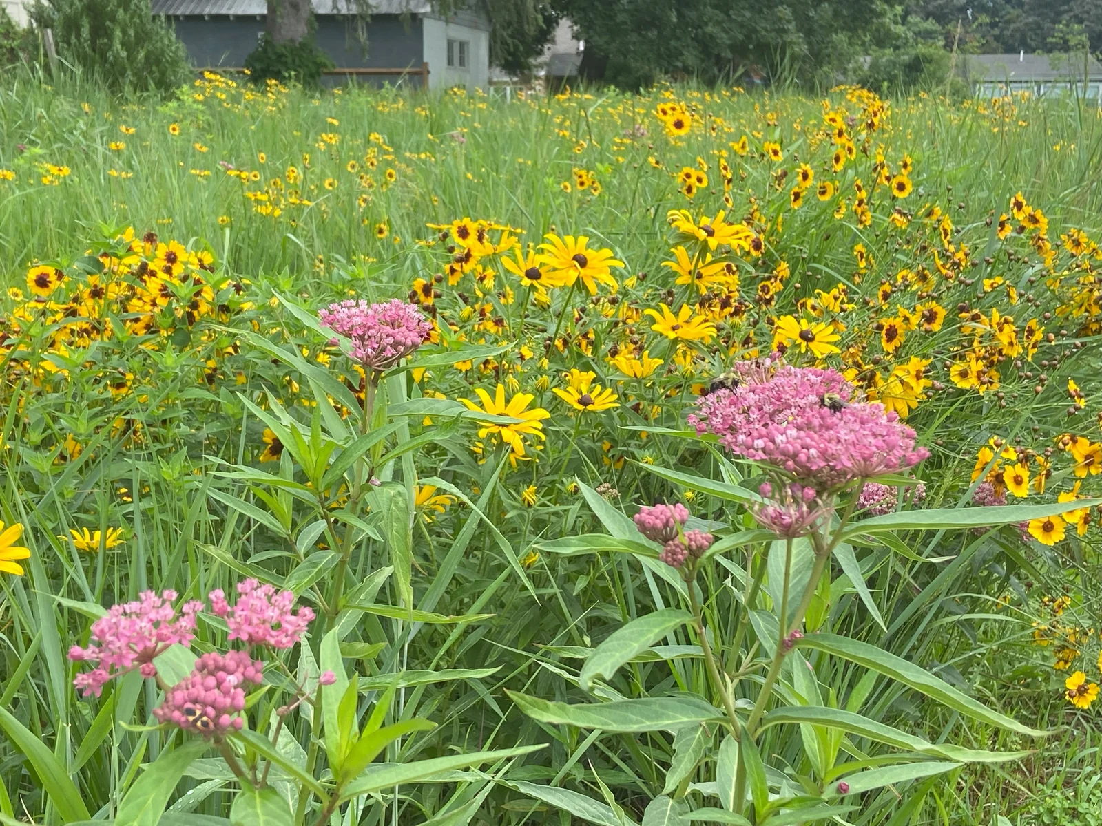 Pink milkweed and yellow black-eyed Susans filling the pollinator meadow at Sgt. George Ashby Memorial Park
