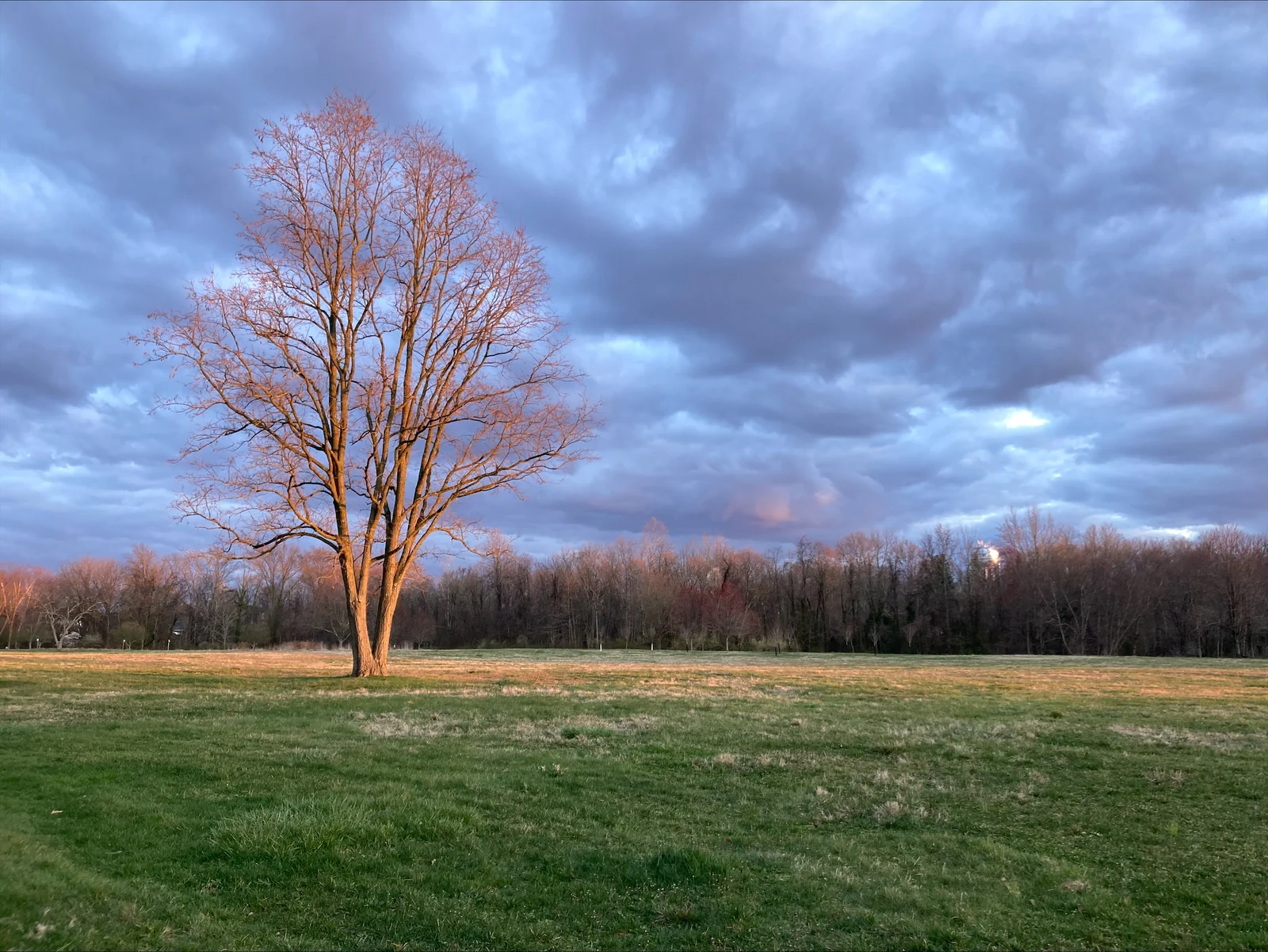 A lone bare tree on the open lawn of Heritage Park under a dramatic cloudy sky