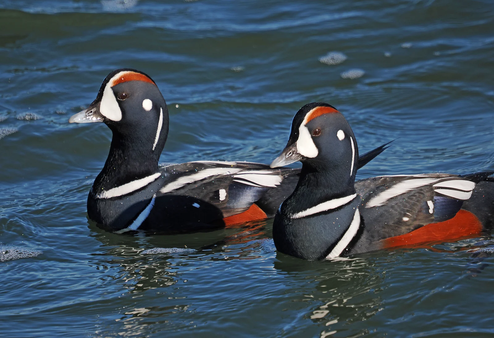 Two harlequin ducks with slate-blue, white and chestnut markings swimming in Barnegat Inlet
