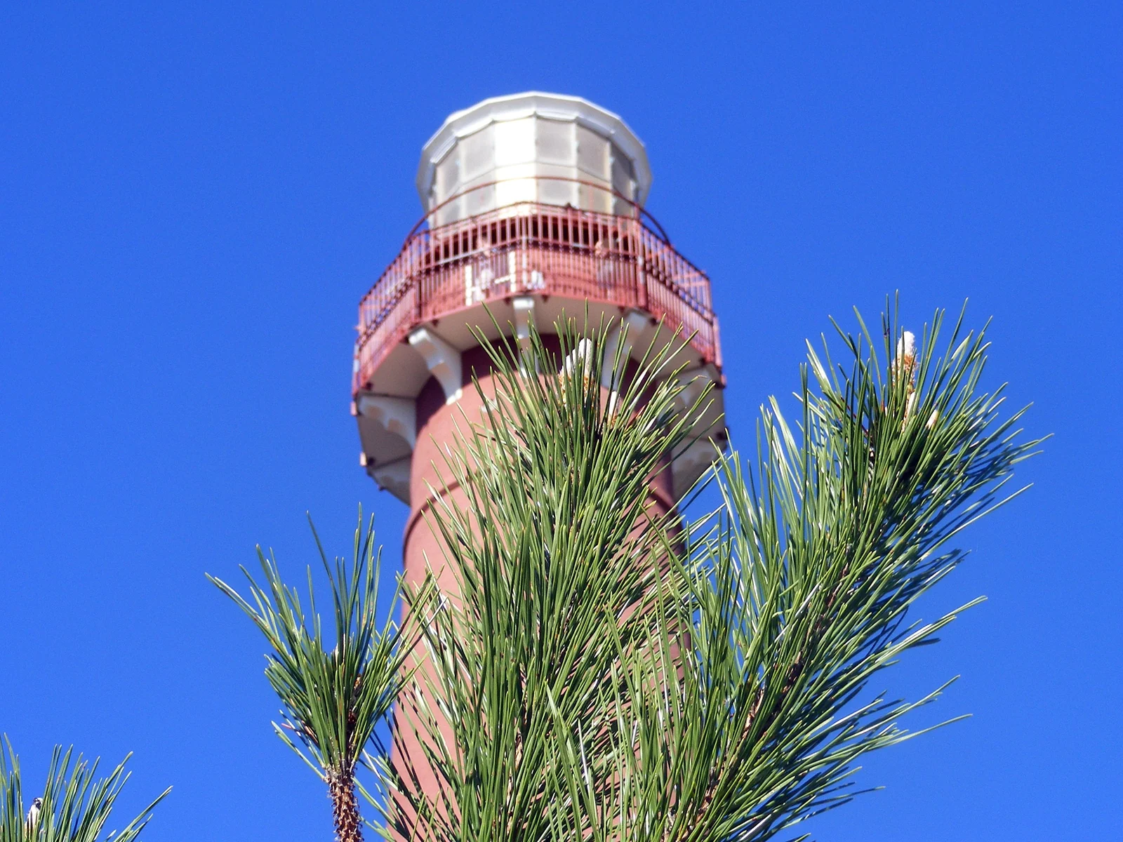 The red top of Barnegat Lighthouse rising behind pine branches against a deep blue sky