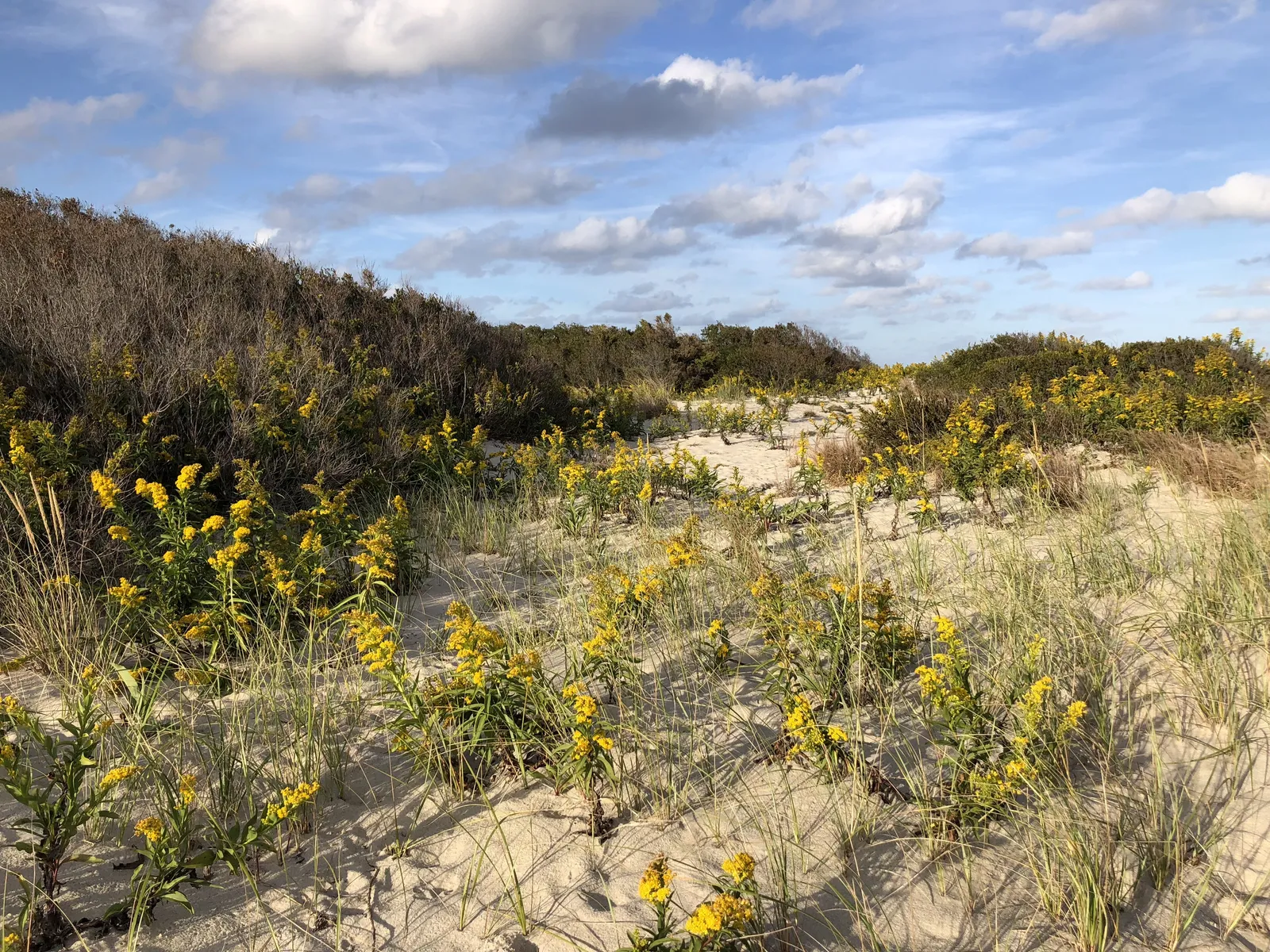 Yellow goldenrod flowers and beach grass growing on white sand dunes under a blue sky