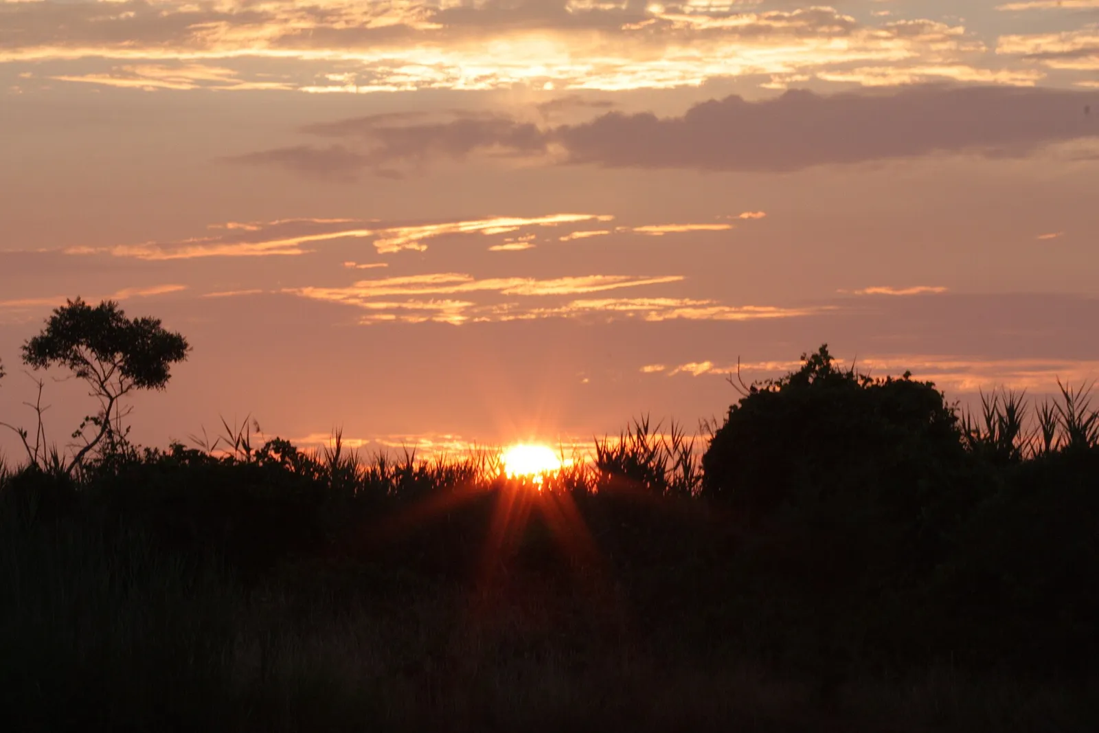 The sun setting behind marsh grass and shrubs along the Barnegat bay shore