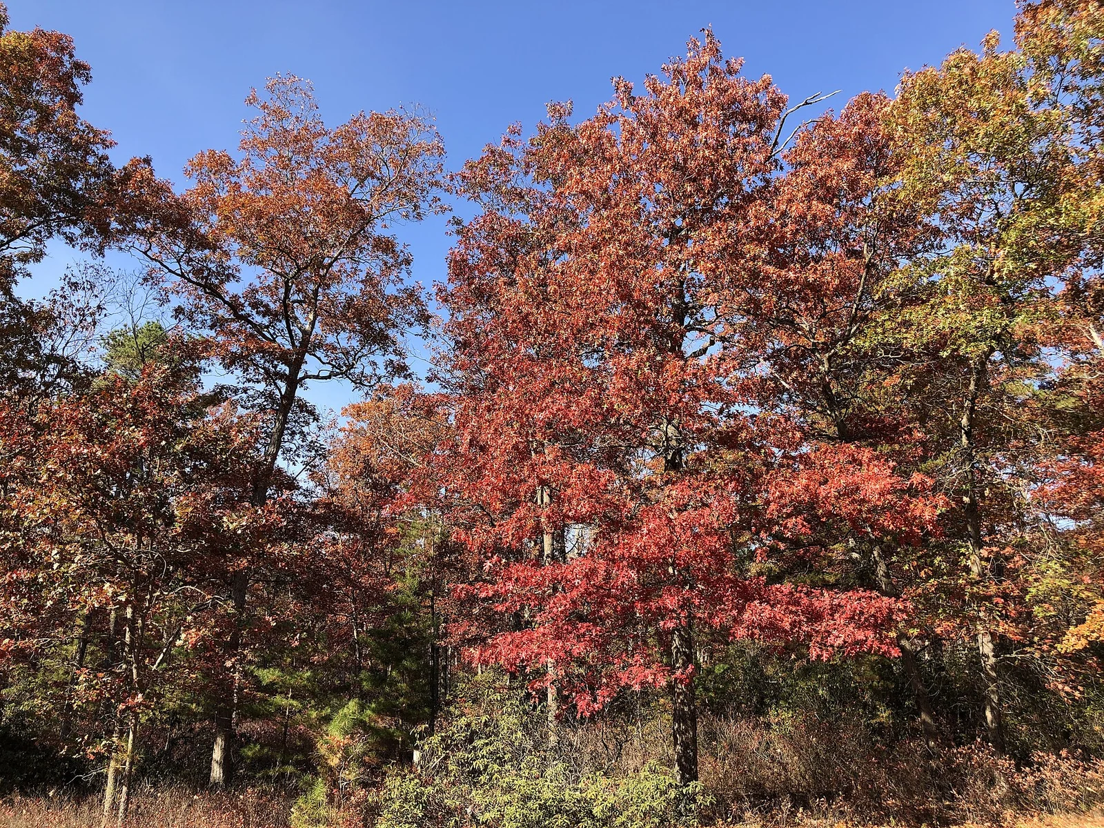 Scarlet and white oaks in red and orange autumn color under a blue sky in the Pine Barrens