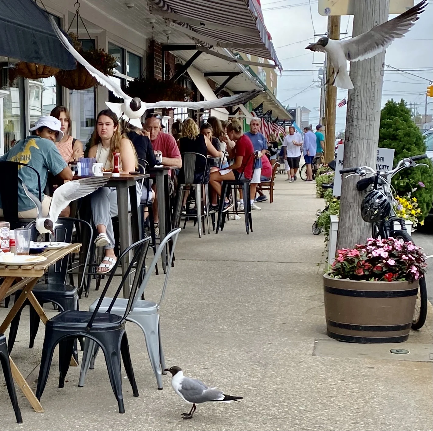 Diners at sidewalk tables under awnings while gulls swoop overhead and one waits on the pavement