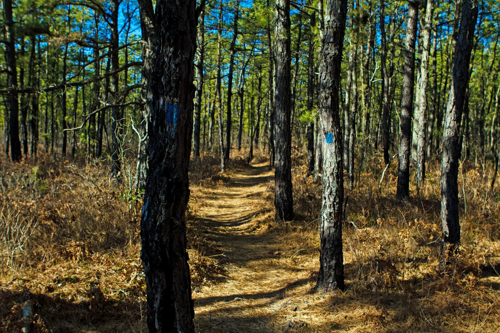 A footpath through tall pitch pines with blue trail blazes at Jakes Branch County Park
