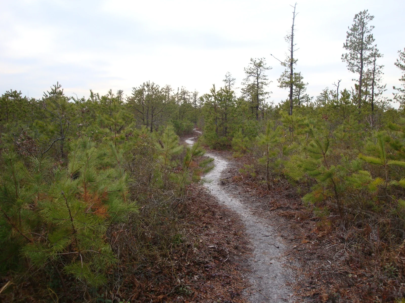 A narrow sandy path winding through low scrub pines under a pale sky at Jakes Branch County Park
