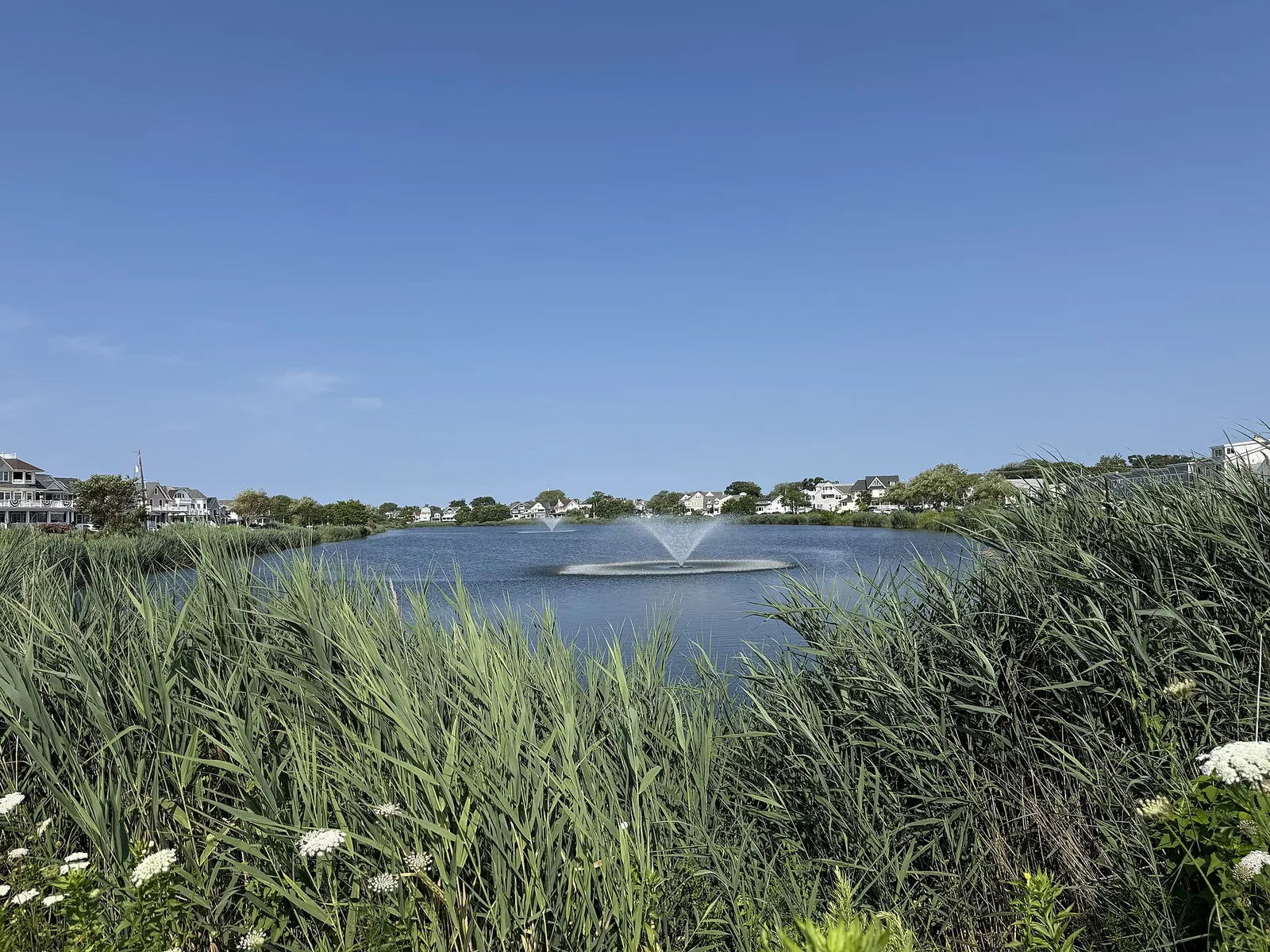 A small lake with a spraying fountain, framed by tall reeds and white wildflowers, with shore homes beyond under a clear sky