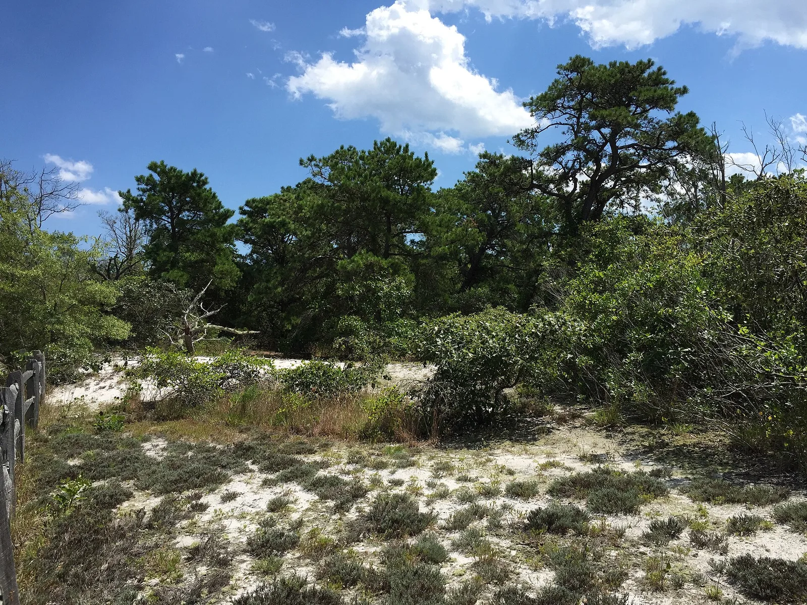 A grove of pitch pines on white sand along the Reed's Road Maritime Forest Trail at Island Beach State Park