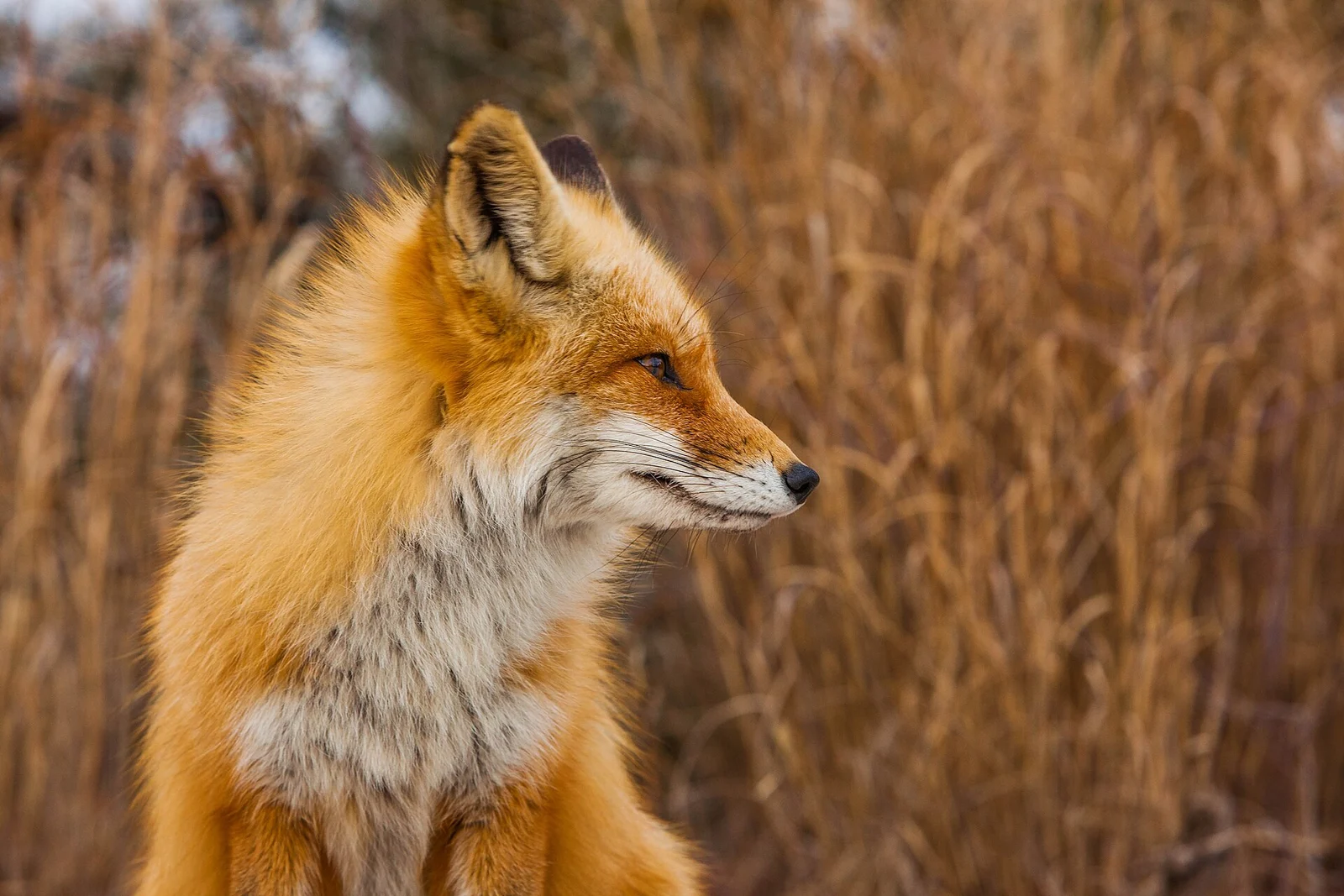 A red fox sitting in tall golden grass at Island Beach State Park
