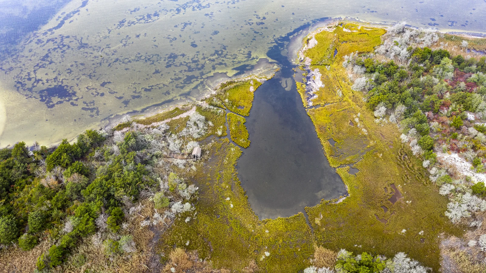 Aerial view of a tidal pond ringed by green and gold marsh and shrubs on the bay side of Island Beach State Park