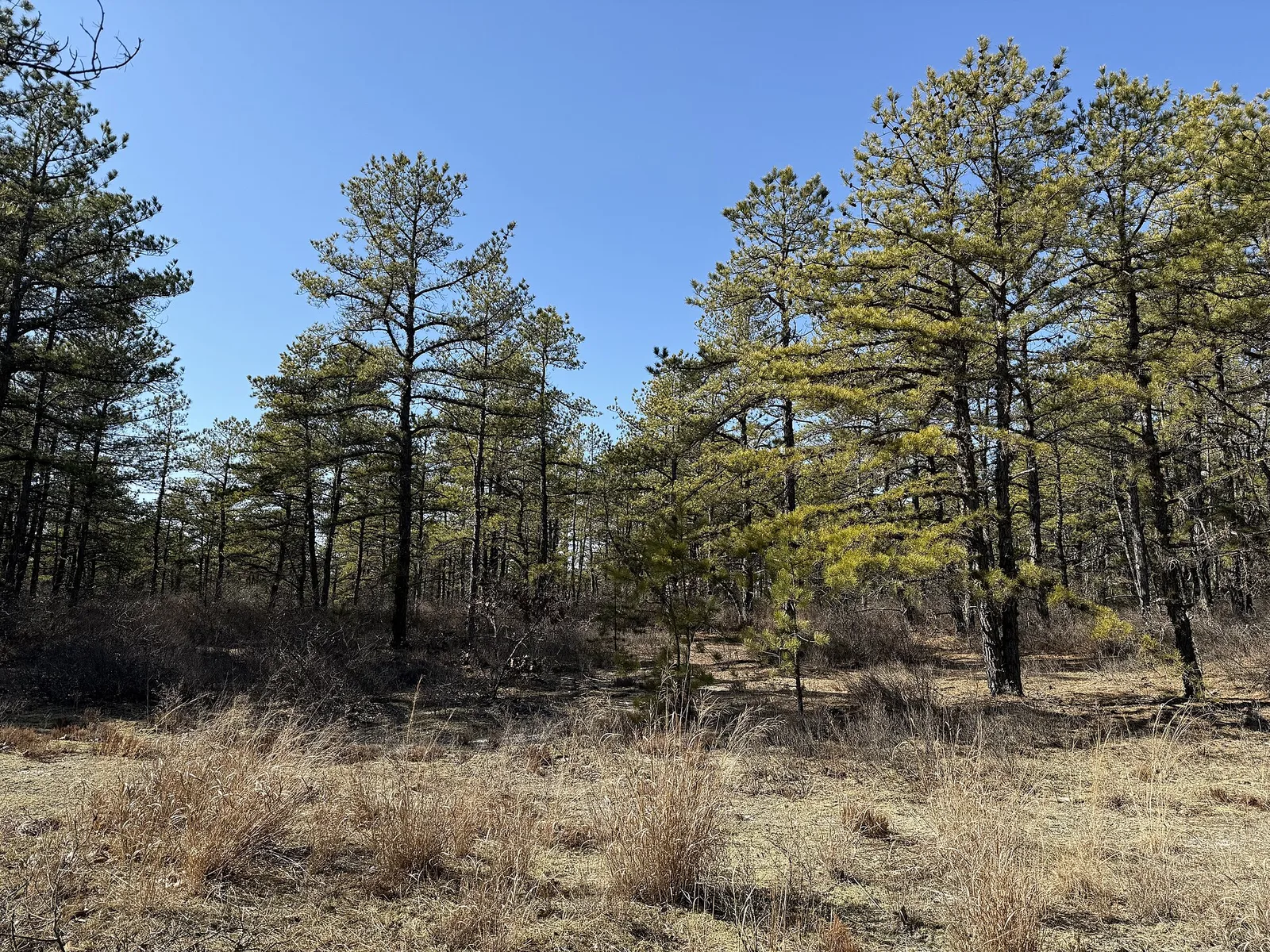 Pitch pines and low brush of the New Jersey Pine Barrens near Ocean County Airport in Berkeley Township