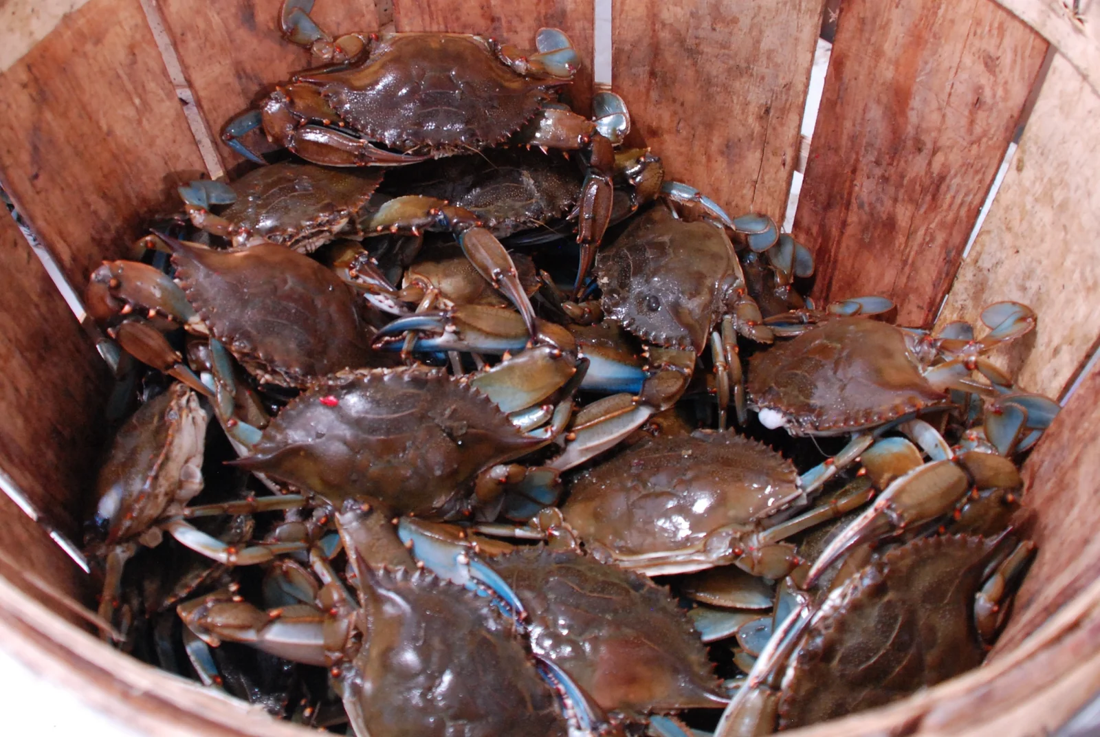A bushel basket full of Barnegat Bay blue claw crabs