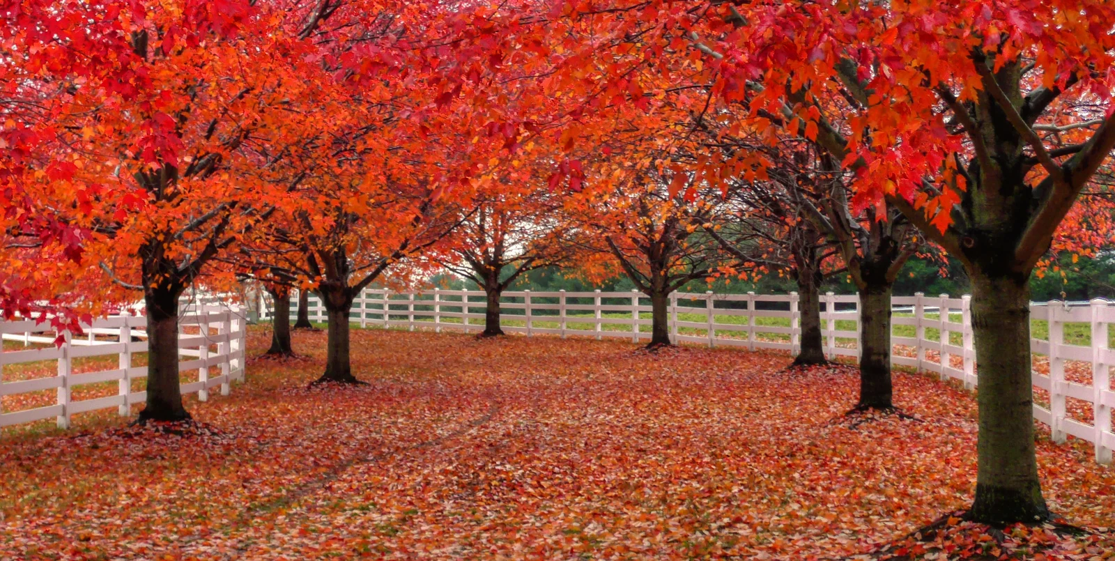 A path carpeted in red leaves between rows of red autumn maples and white picket fences in Colts Neck