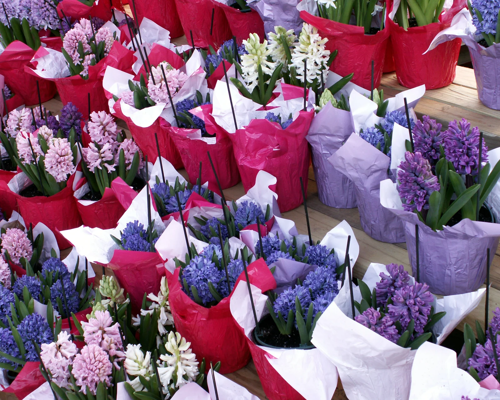Potted hyacinths in pink, purple and white wrapped in bright paper for sale at Delicious Orchards