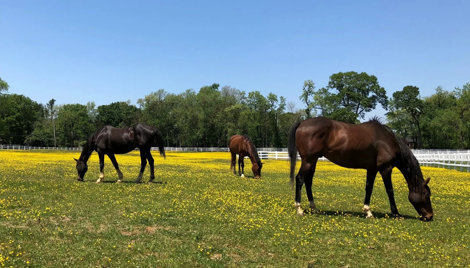 Three horses grazing in a pasture full of yellow wildflowers with a white fence and trees behind