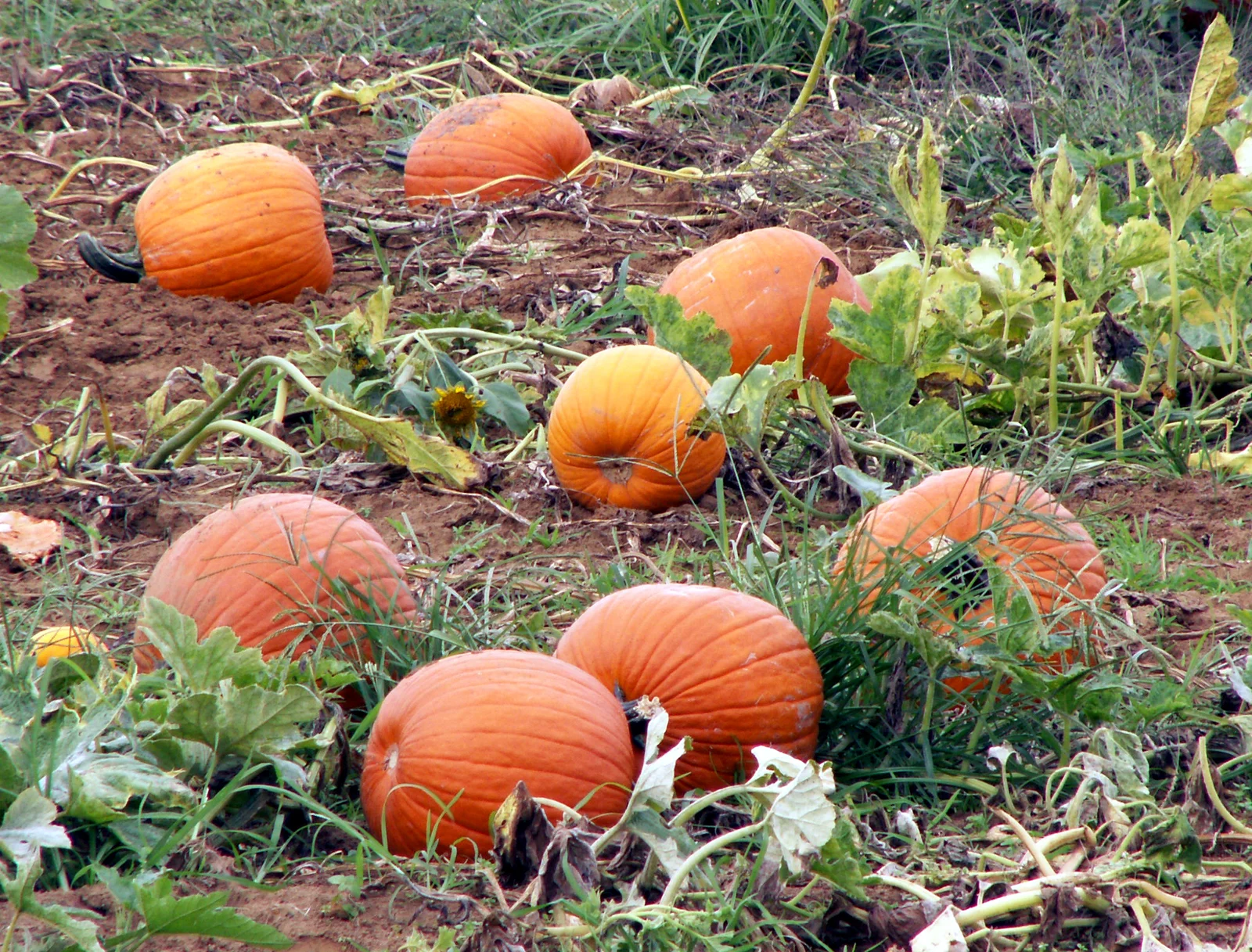 Orange pumpkins ripening among green vines in a Colts Neck field in September