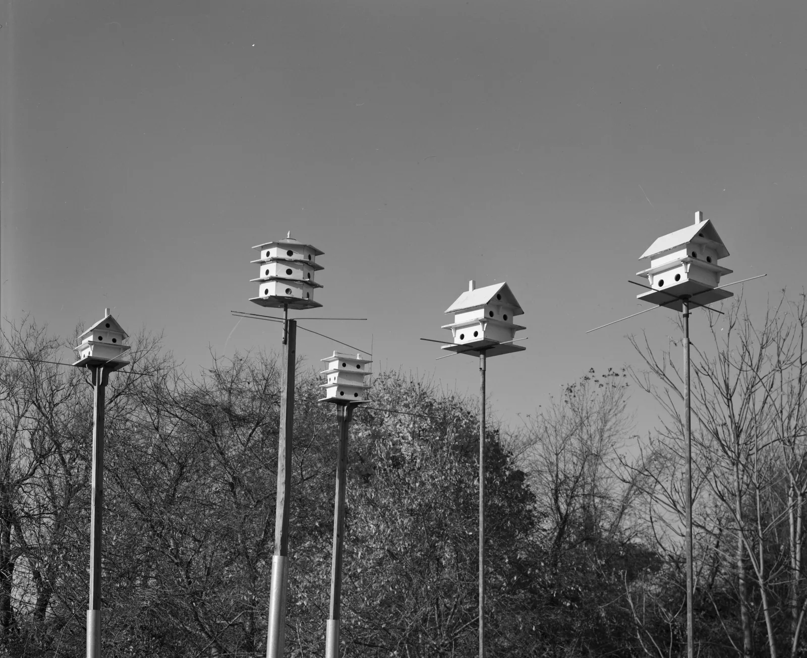 Black and white photo of several tall poles topped with white multi-story birdhouses against the sky