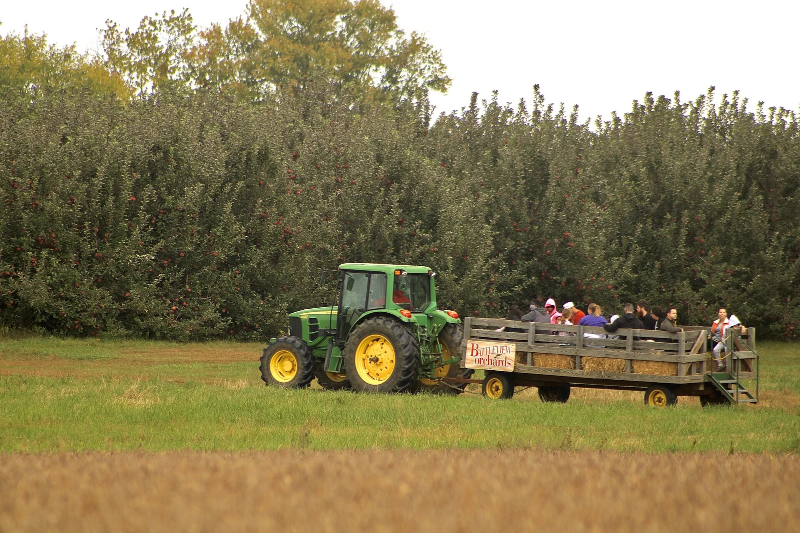 A green tractor pulling a wagon of visitors on a hayride past rows of fruit trees at Battleview Orchards