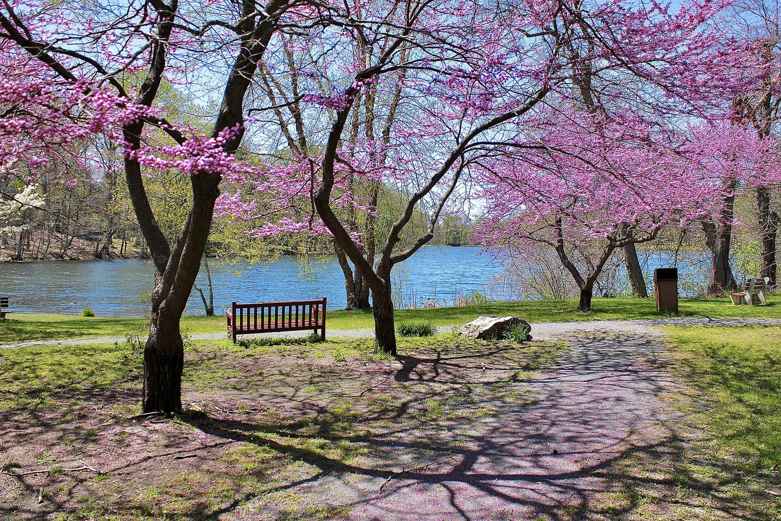 Pink flowering trees and a bench along a path beside Lake Topanemus