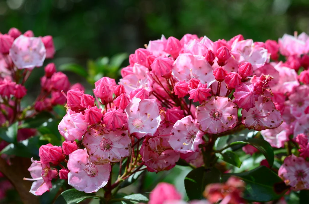 Clusters of pink mountain laurel blossoms in bloom at Sayen House and Gardens