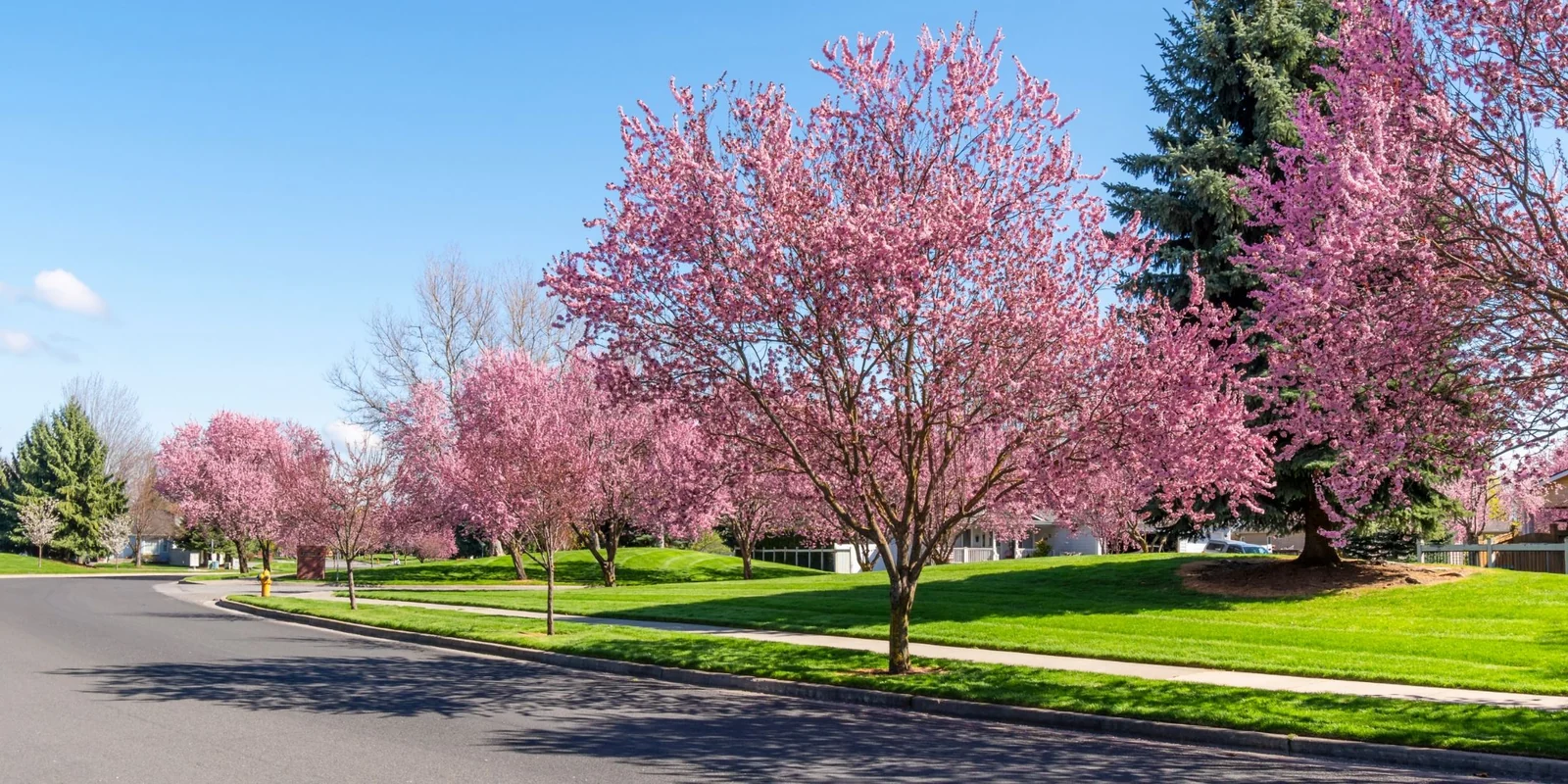 Pink flowering cherry trees lining a curving street and lawn on a clear spring day