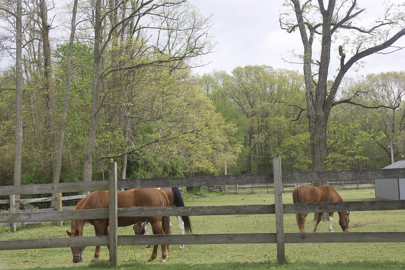 Two horses grazing behind a split-rail fence in a green paddock edged by woods