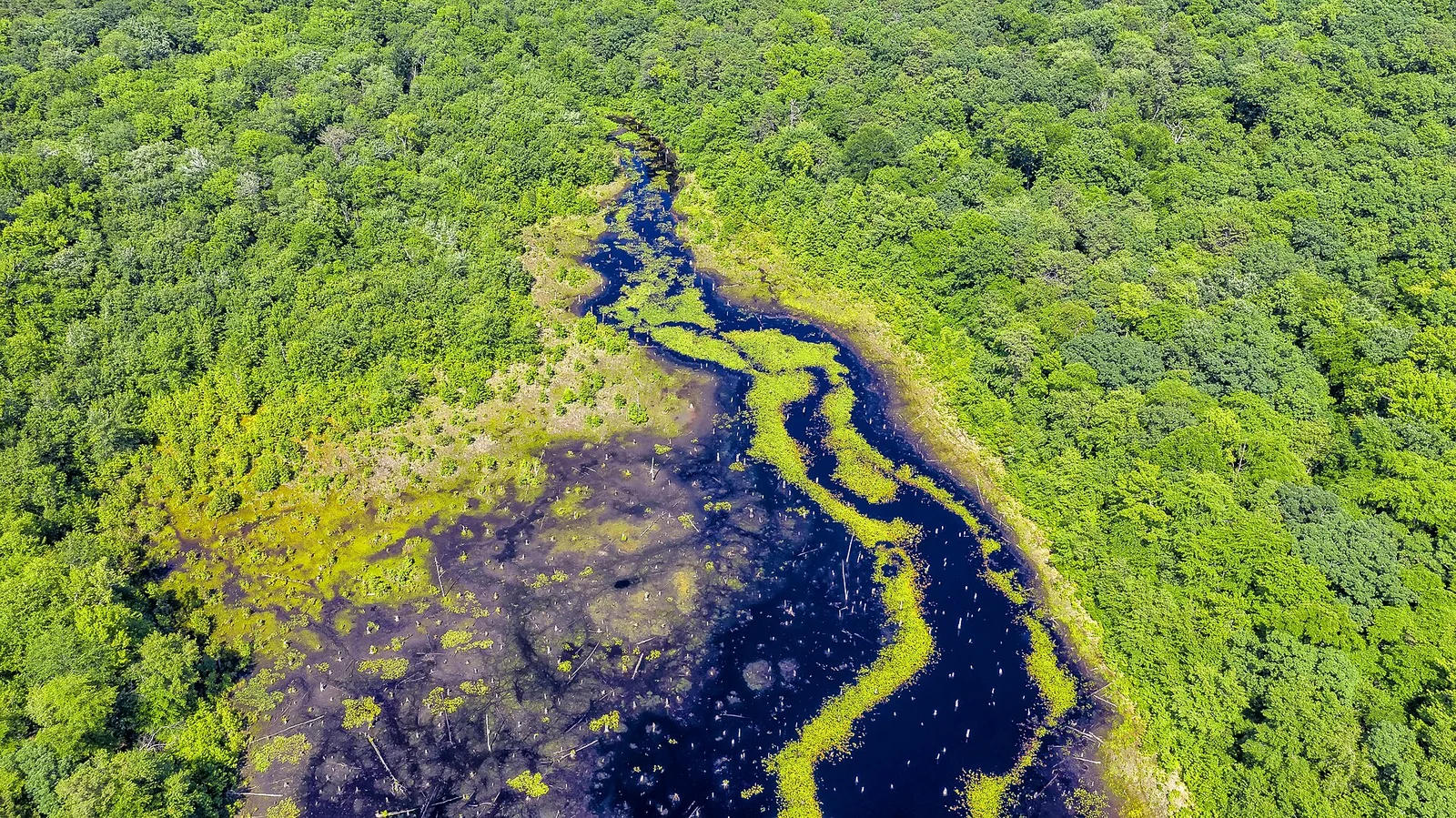 Aerial view of a winding dark brook through green wetland and unbroken forest