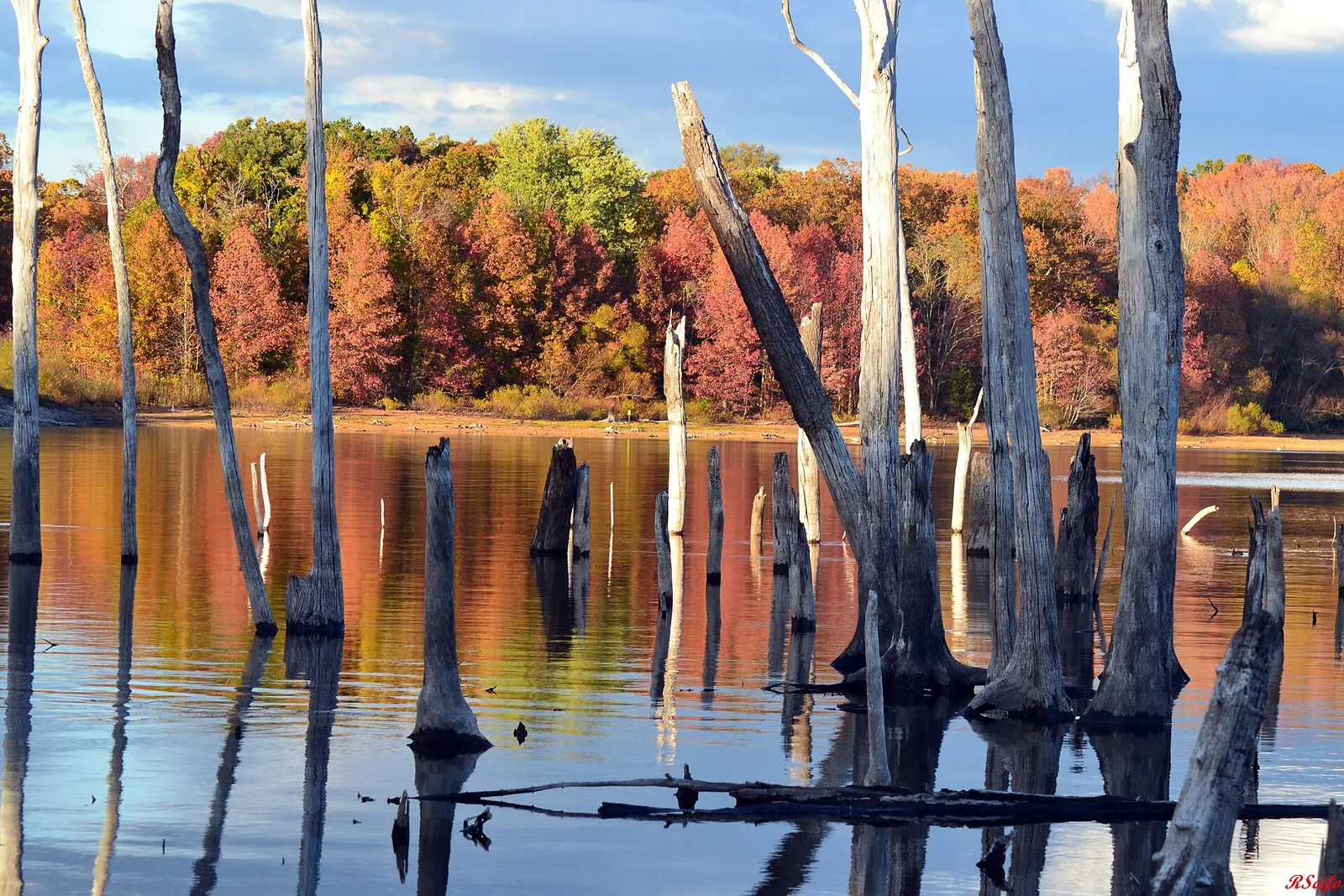 Standing dead trees in the Manasquan Reservoir with autumn color along the far shore