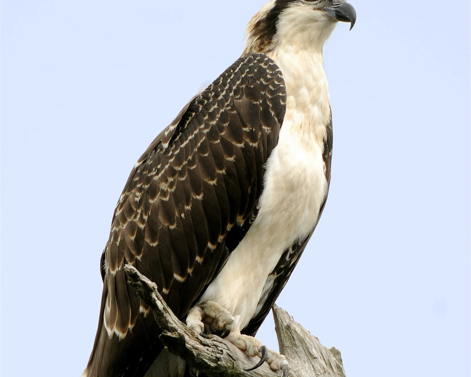 A juvenile osprey perched on a weathered snag against a pale sky