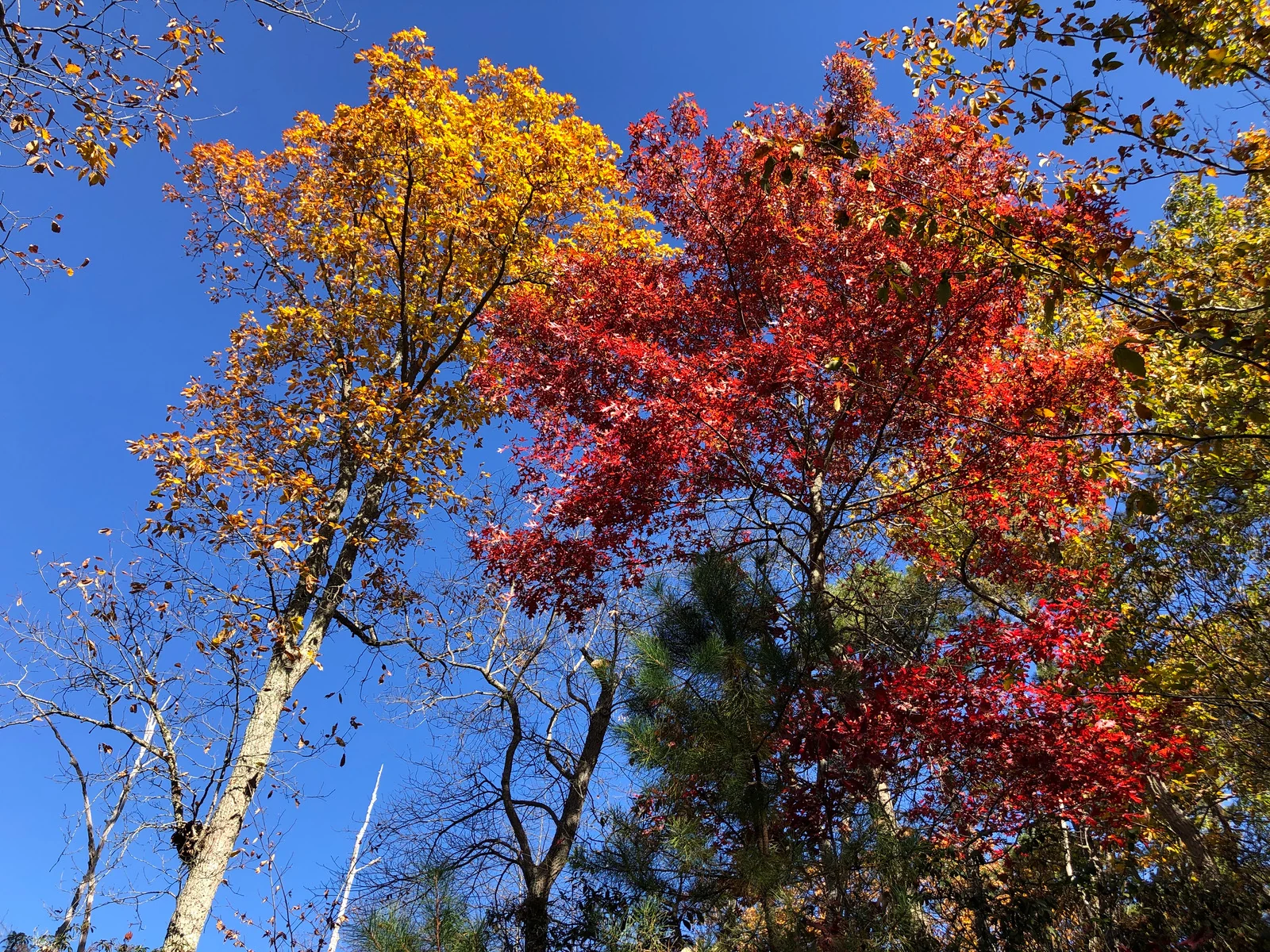 Golden chestnut oak and bright red scarlet oak against a blue sky in the Colliers Mills Wildlife Management Area