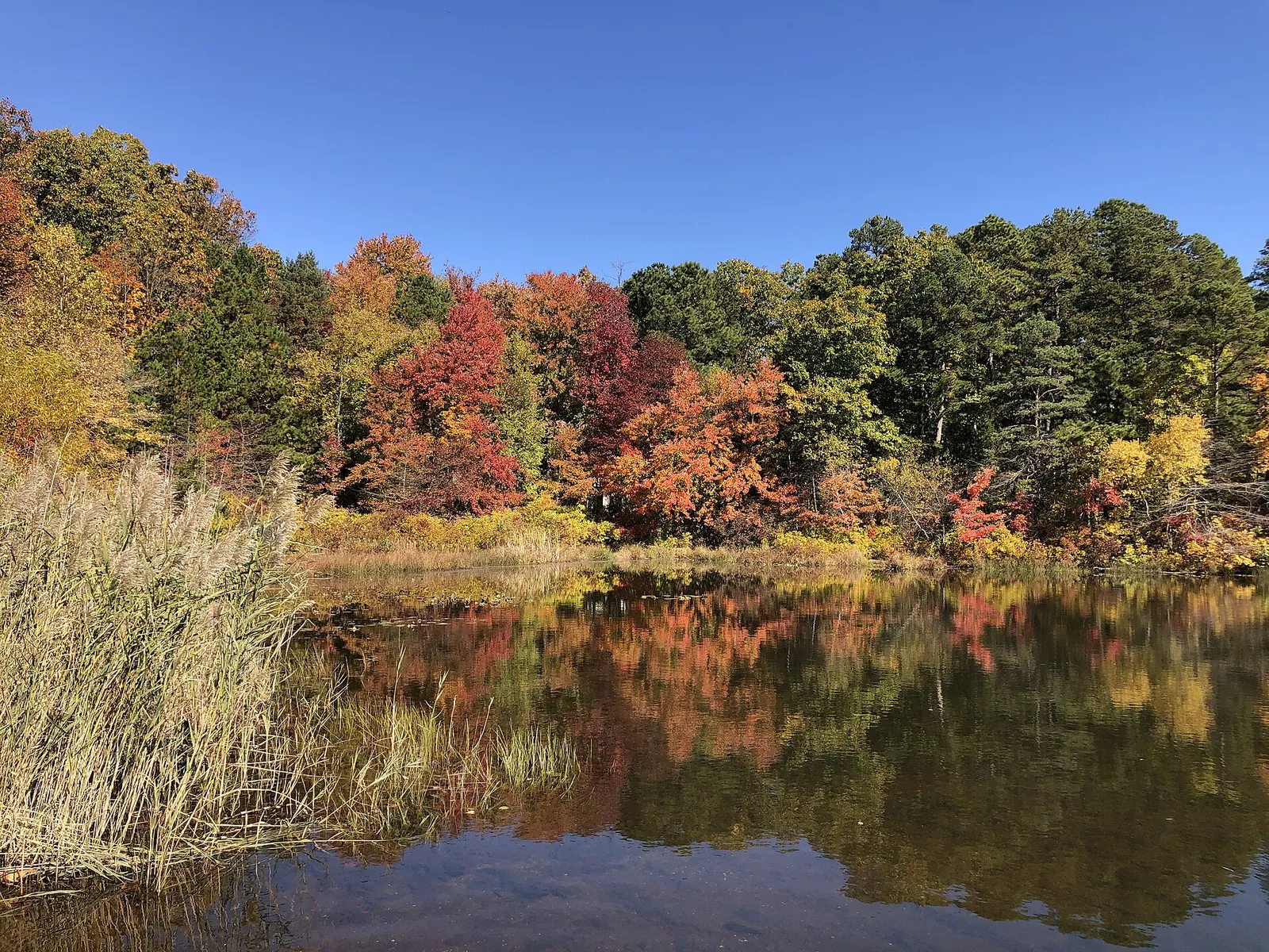 Autumn trees reflected in Prospertown Lake under a blue sky