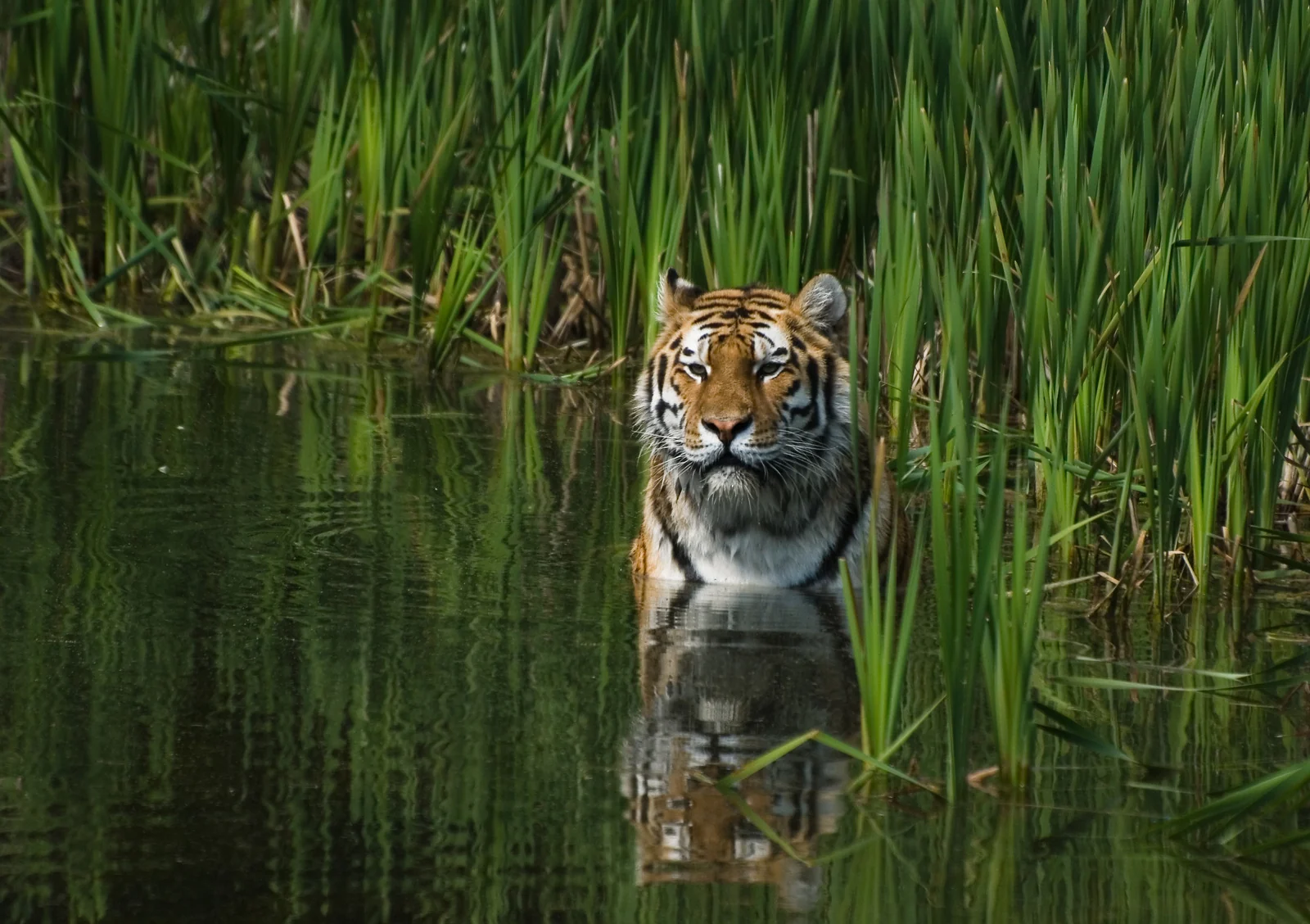 A tiger standing in a pond among tall green reeds, its reflection in the water
