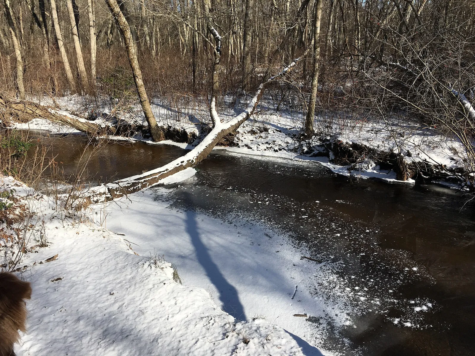 The Toms River flowing between snowy banks and bare trees
