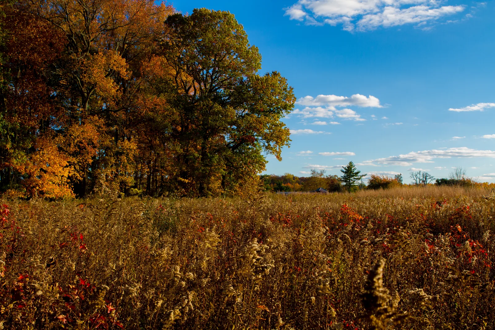 A golden meadow of tall grasses and goldenrod flecked with red leaves, edged by autumn trees under a blue sky at Davidson's Mill Pond Park