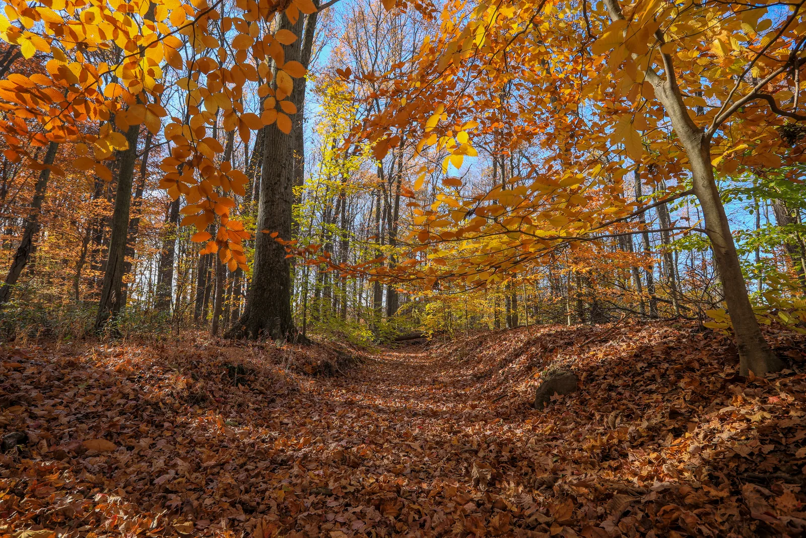 A leaf-covered woodland trail under branches of orange and gold autumn leaves at Davidson's Mill Pond Park
