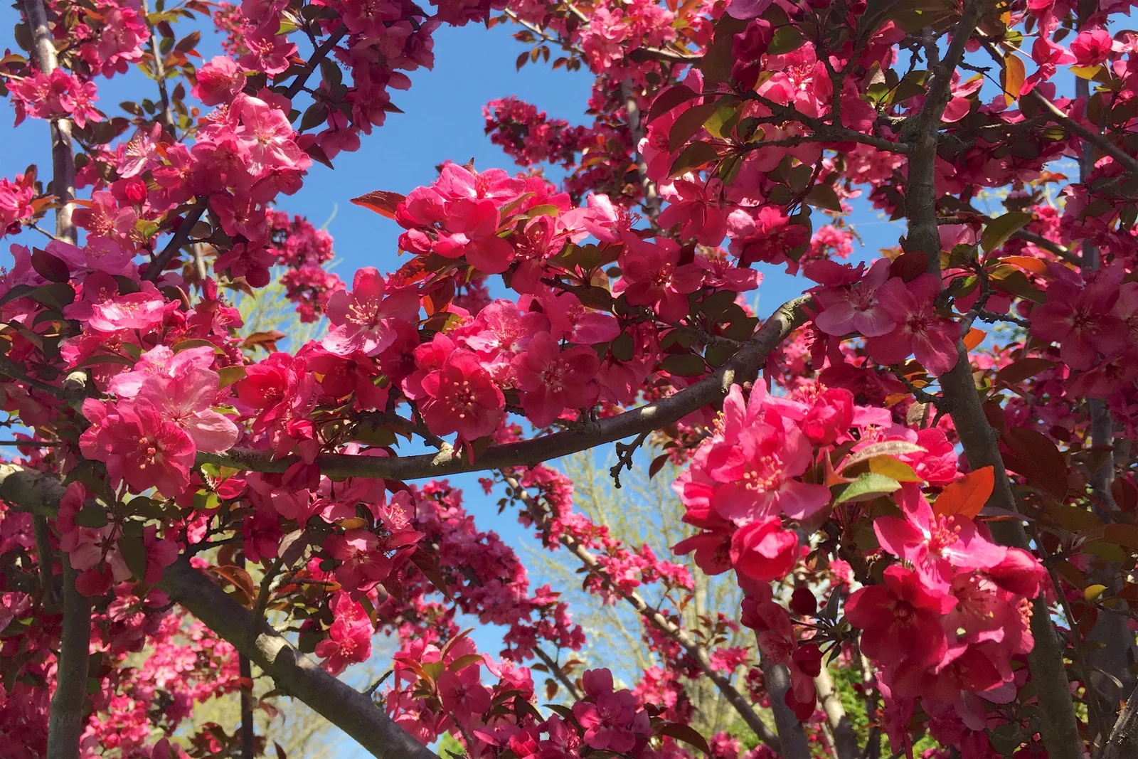 Deep pink blossoms covering the branches of a flowering tree against a blue spring sky in the Flemer Arboretum