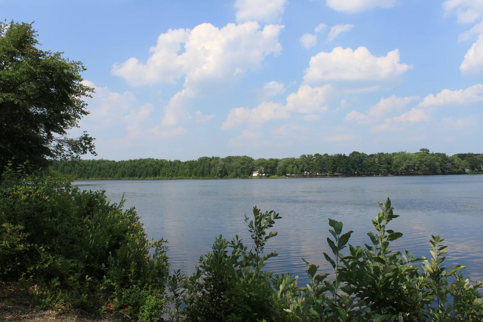 A wide lake with a tree-lined far shore under summer clouds, seen through shoreline shrubs in Forked River