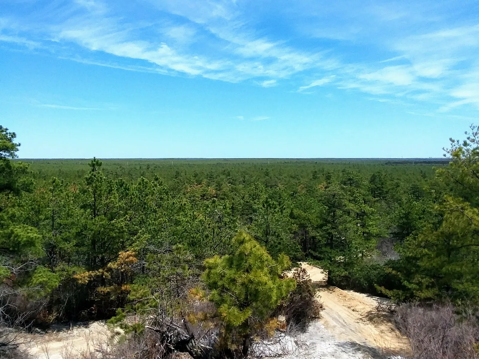 Pine forest stretching to the horizon, seen from an overlook in the Forked River Mountains