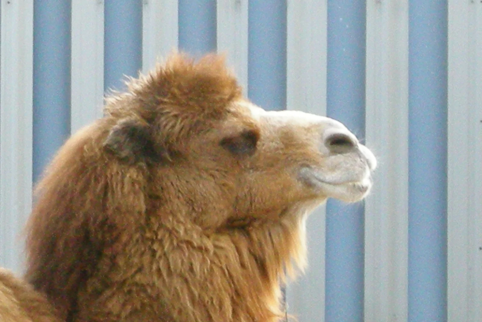 A shaggy Bactrian camel in profile against a blue barn wall at Popcorn Park Zoo