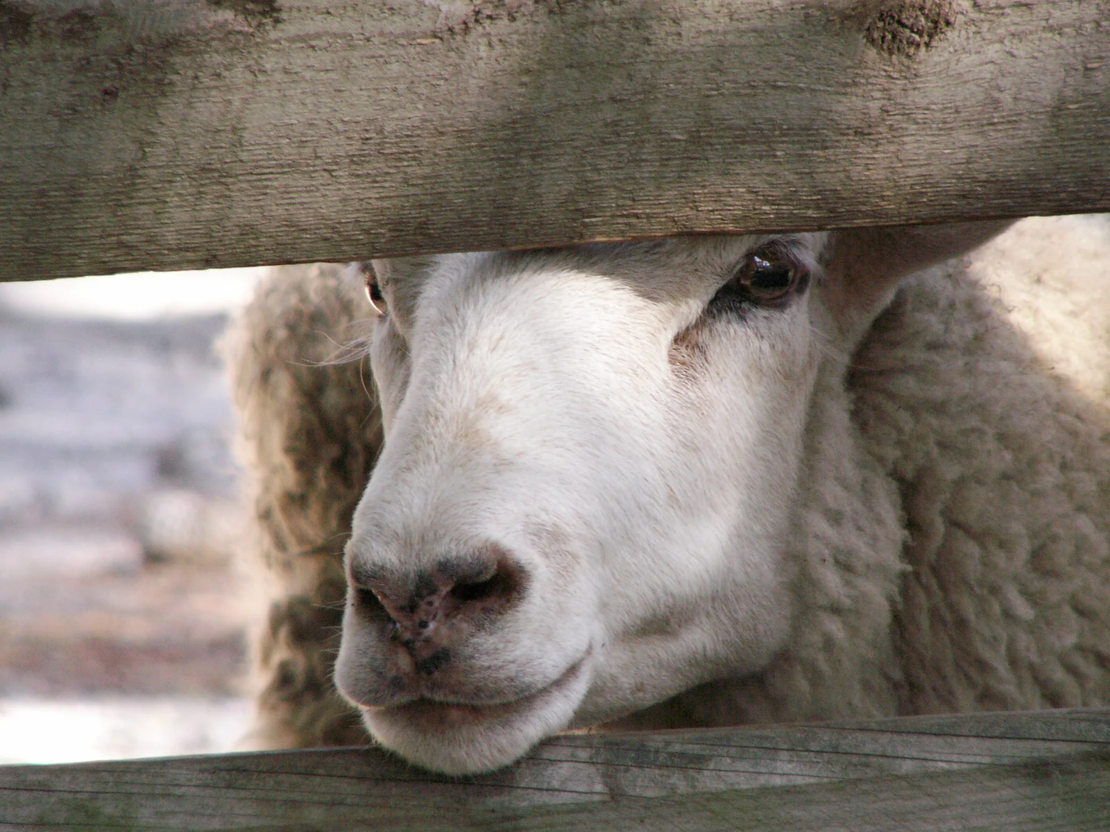 A white sheep resting its chin on a wooden fence rail at Popcorn Park Zoo