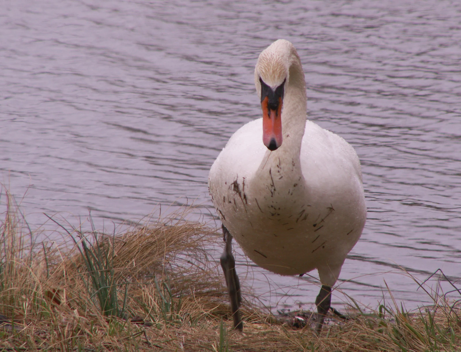 A white mute swan walking up the grassy bank of Lake Como toward the camera